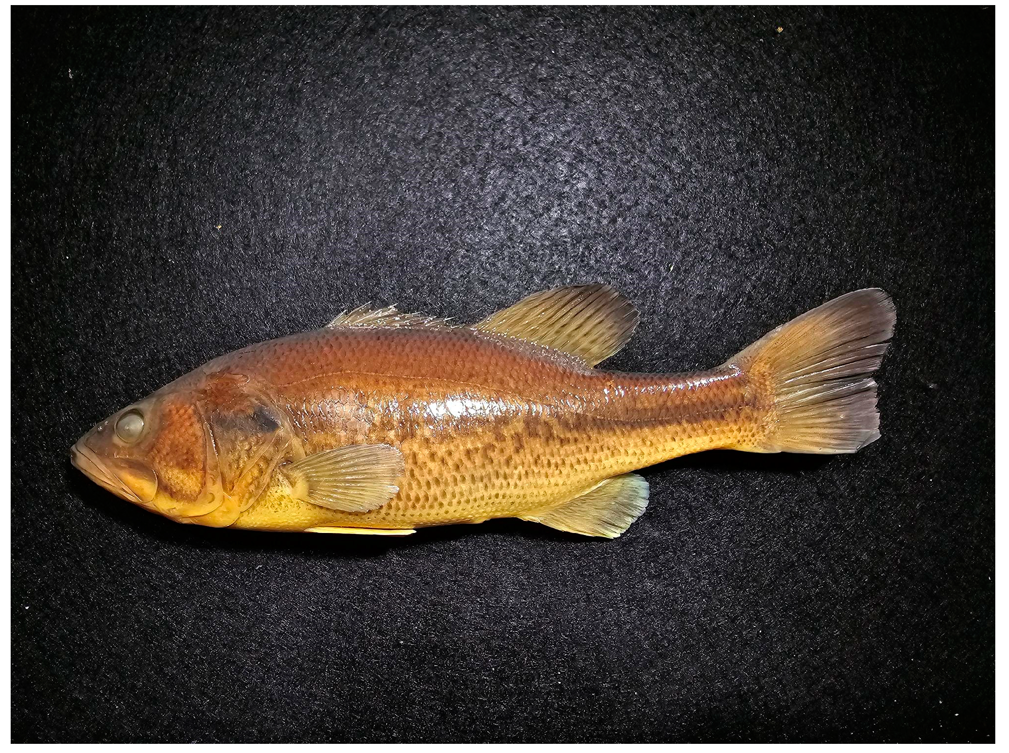 Biology 13 00660 g002 Biology 13 00660 g002