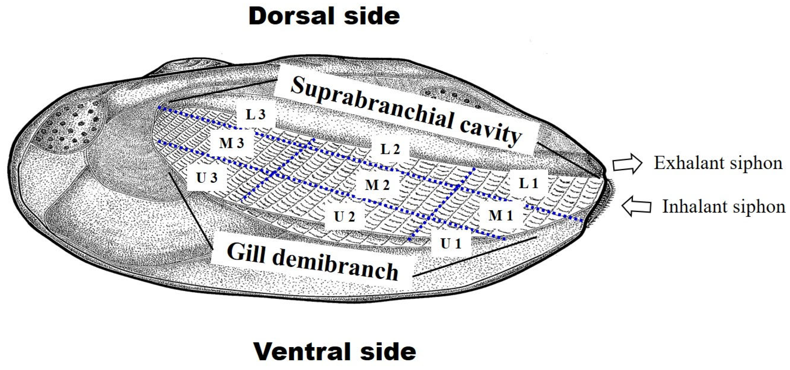Biology 13 00664 g002