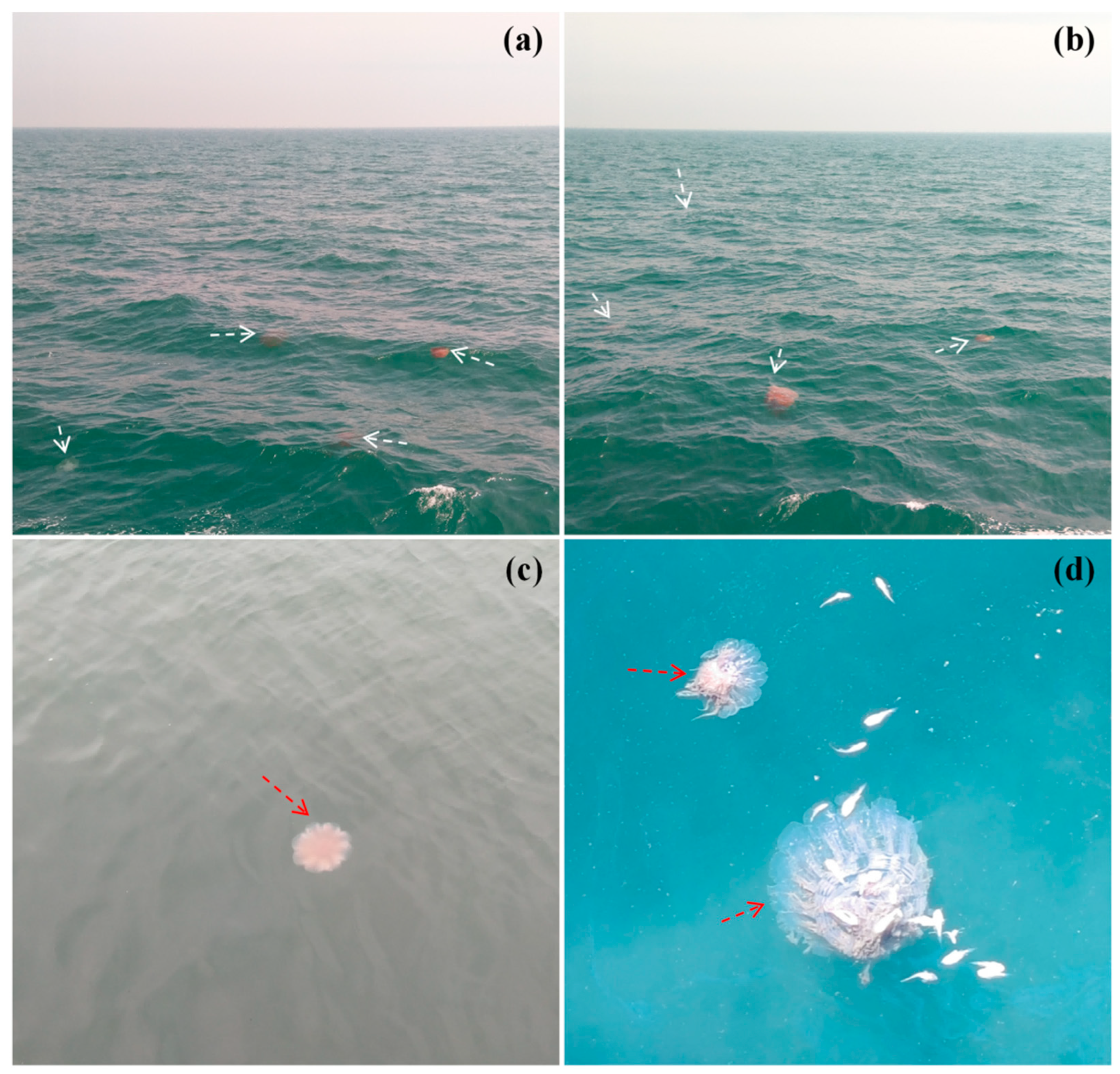 Biology 13 00678 g002