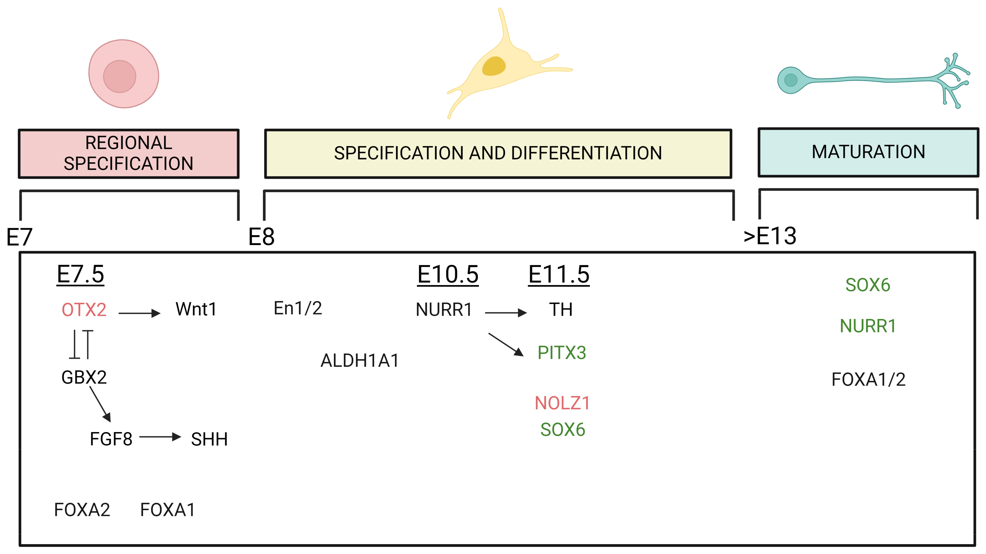 Biology 13 00690 g002