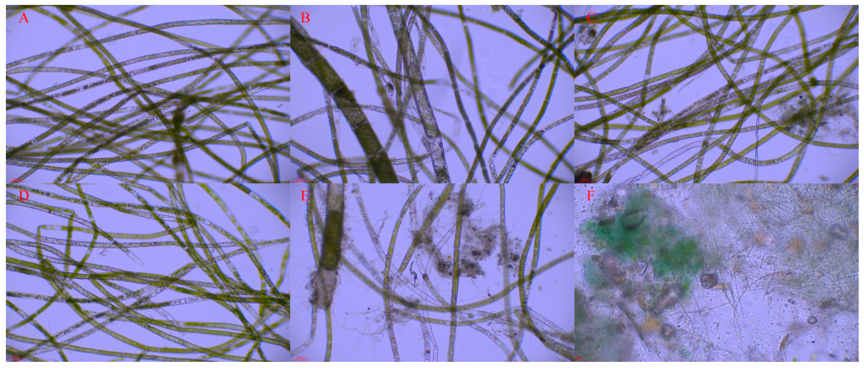 Biology 13 00739 g003