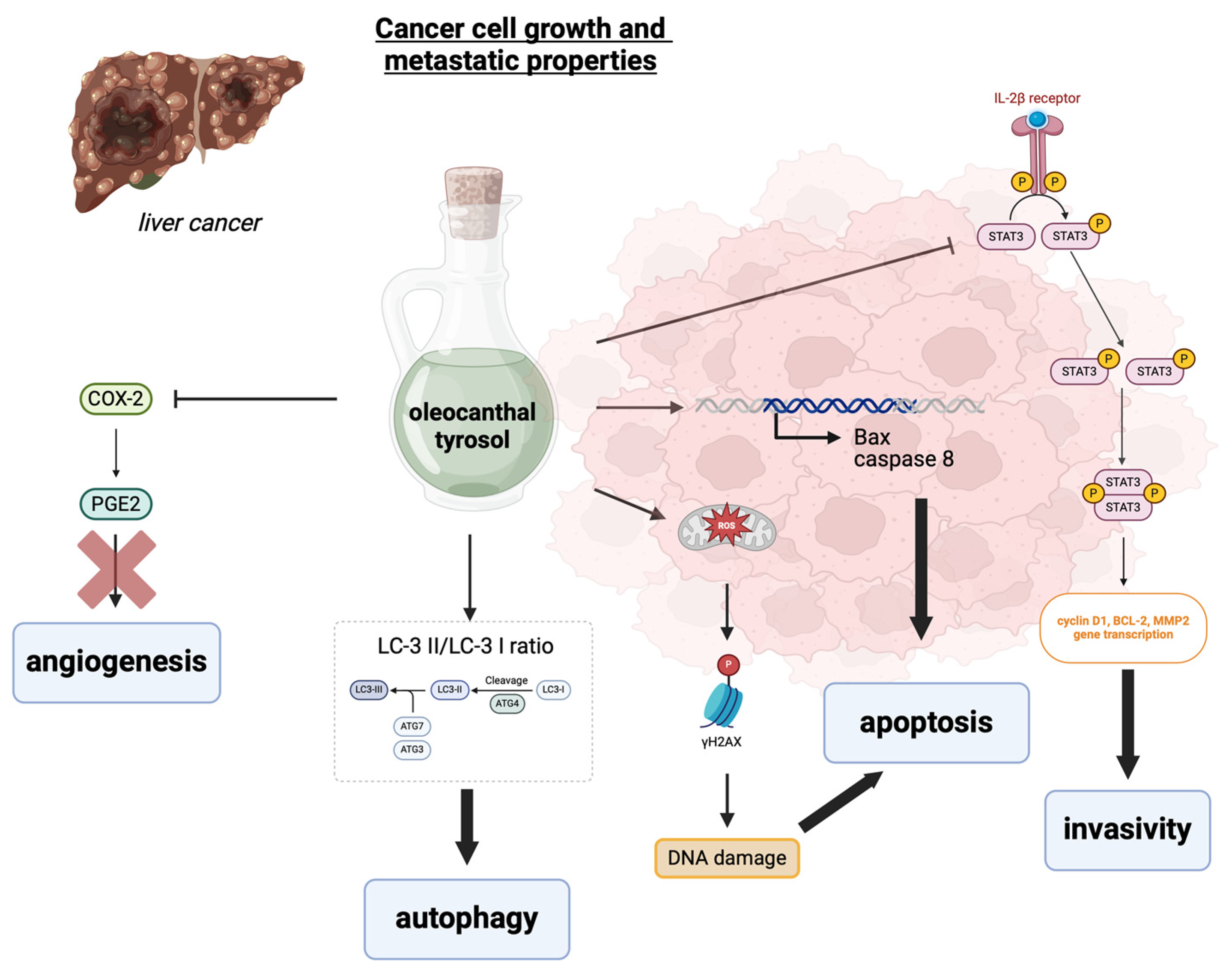 Biology 13 00760 g004