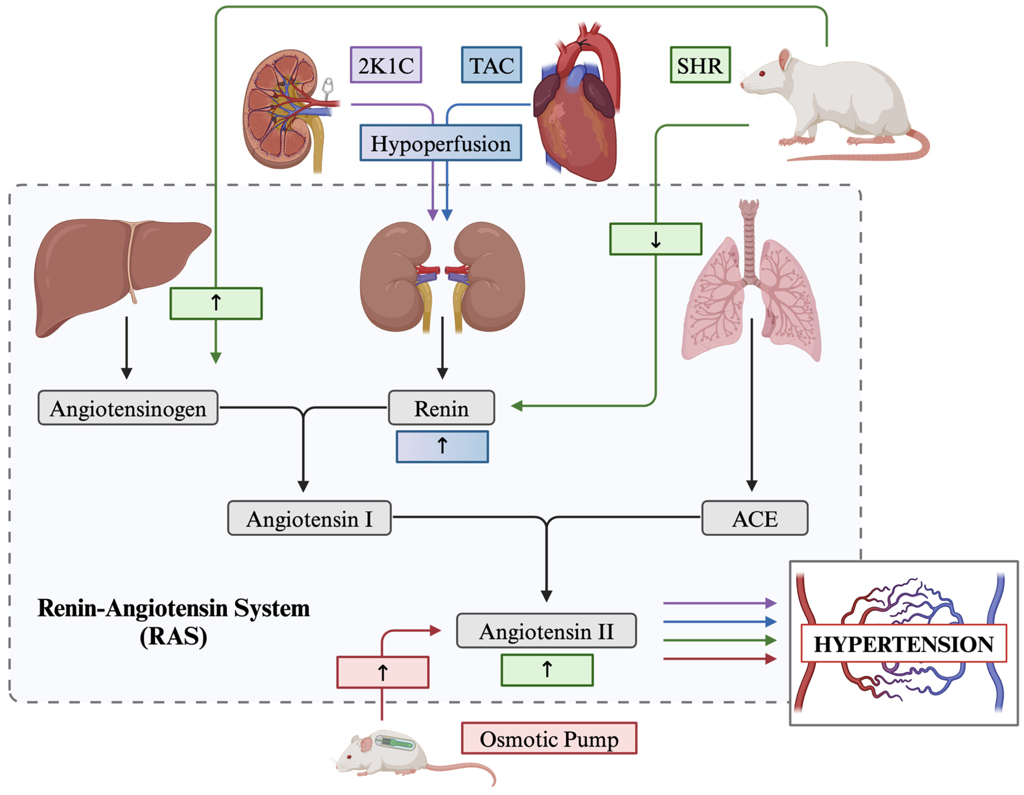 Biology 13 00764 g001 Biology 13 00764 g001