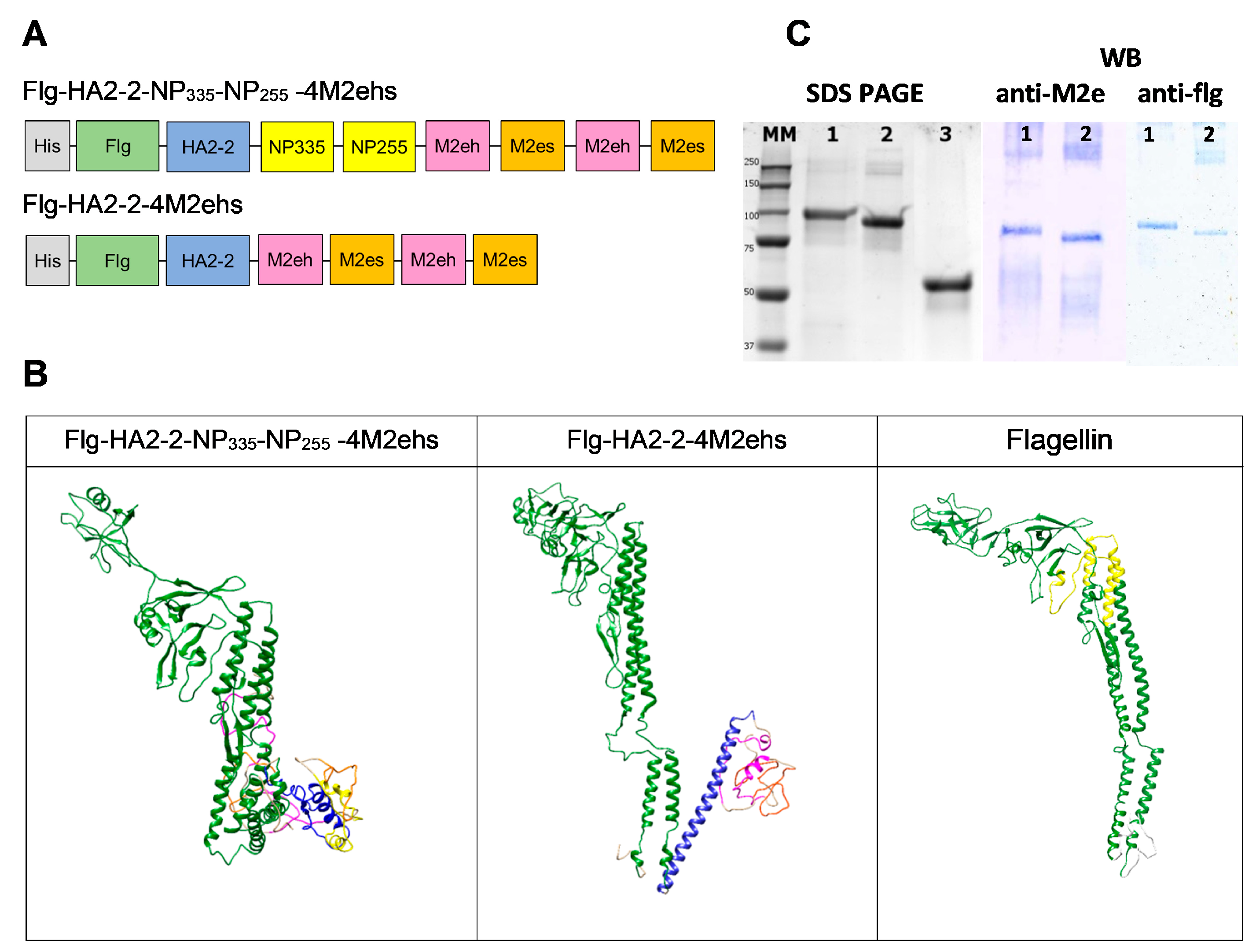 Biology 13 00801 g001
