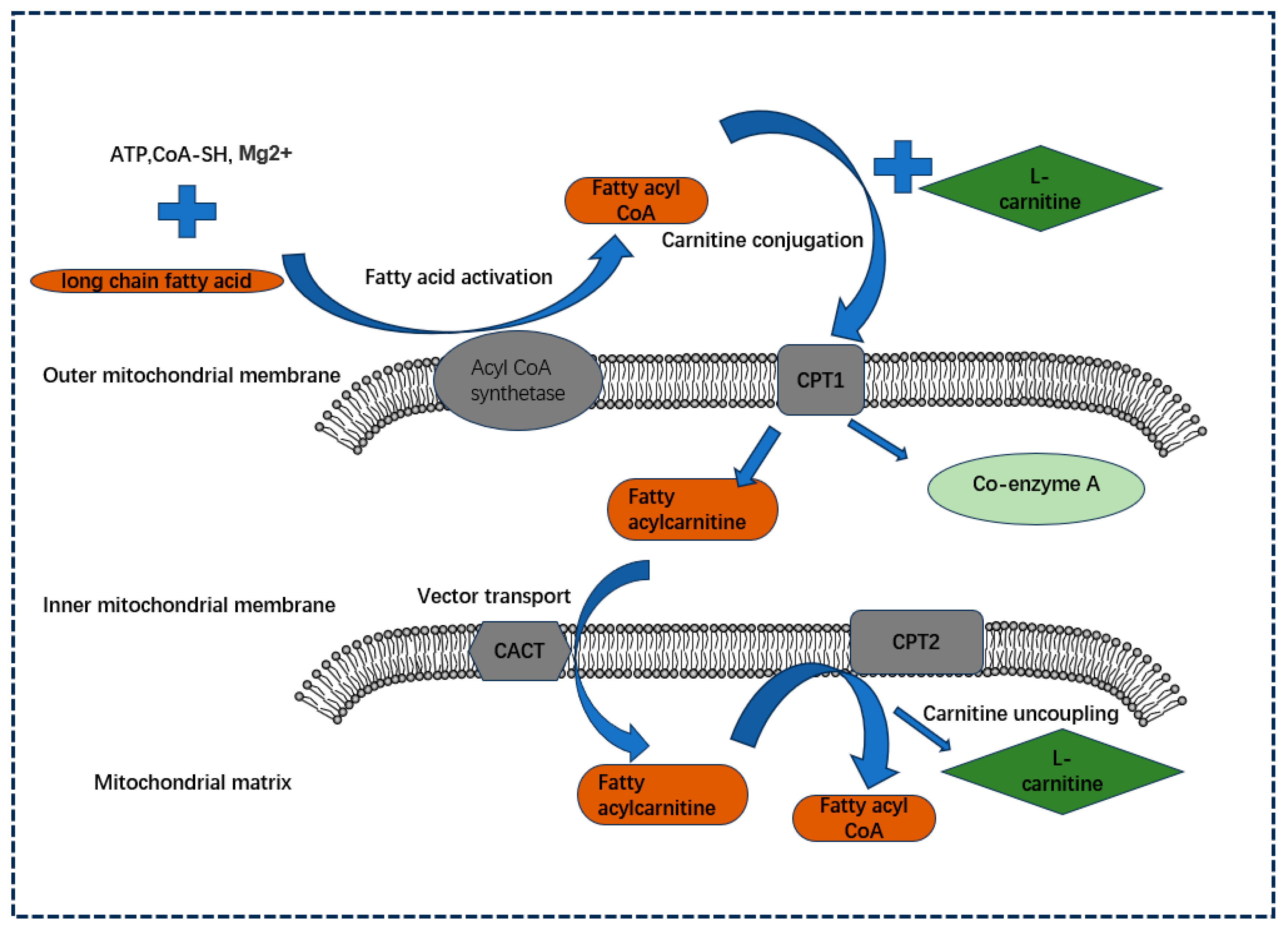 Biology 13 00892 g001 Biology 13 00892 g001