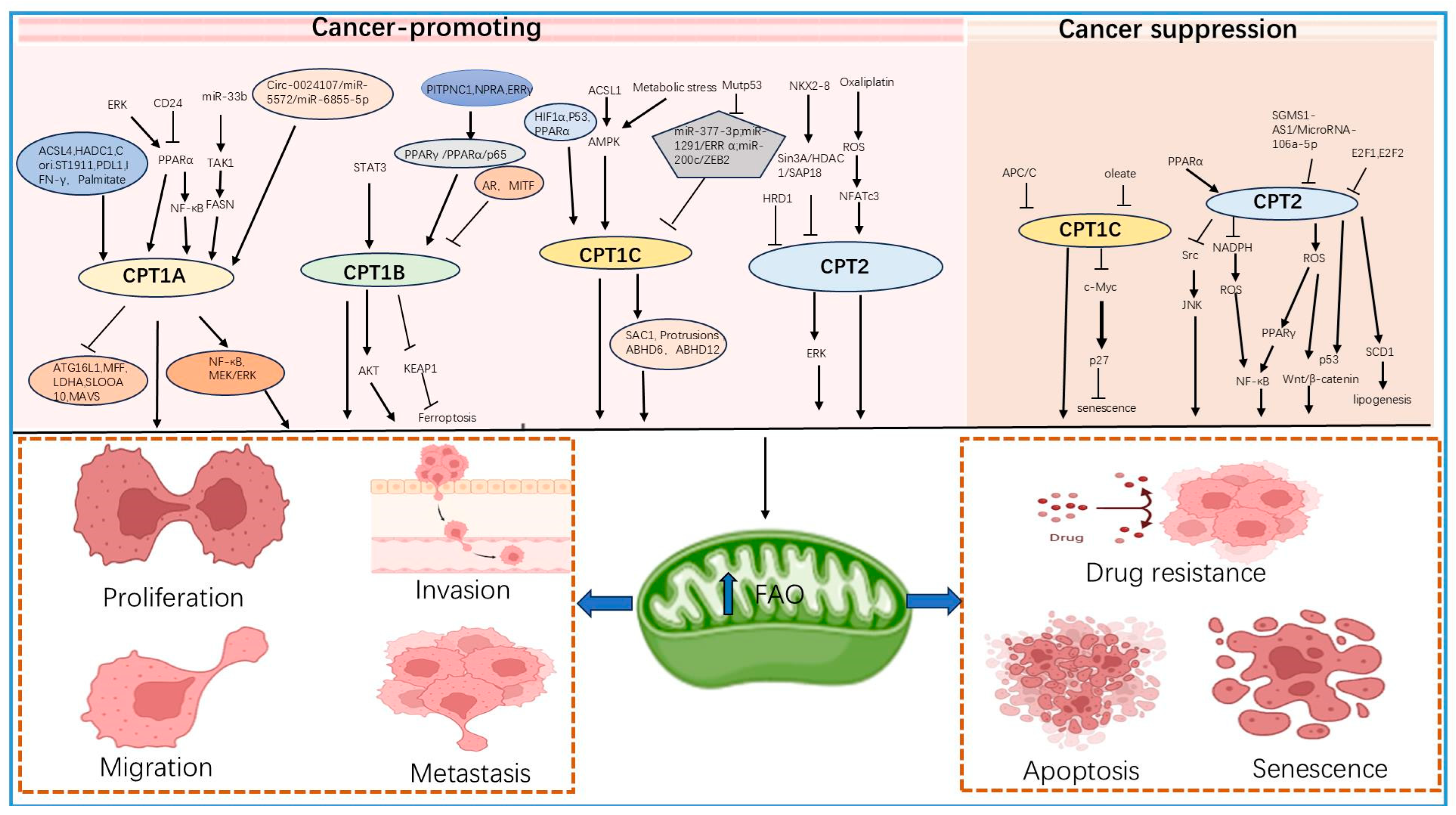 Biology 13 00892 g002 Biology 13 00892 g002
