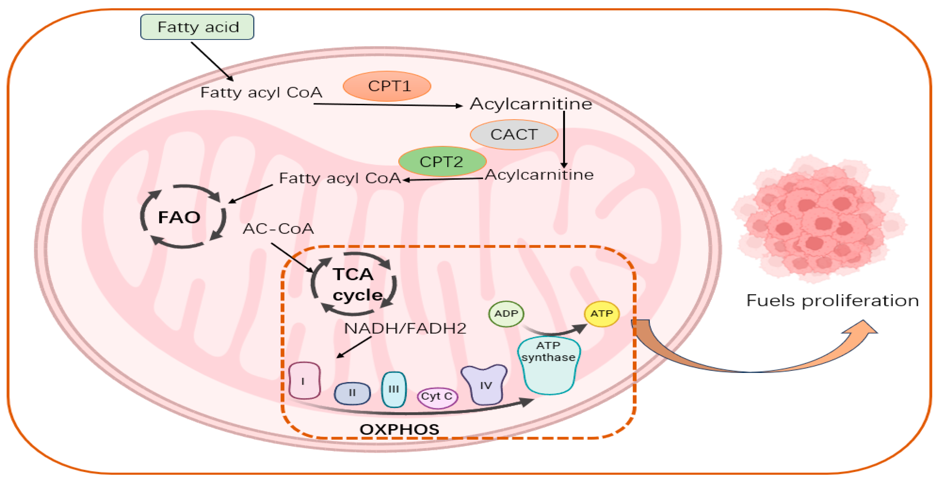 Biology 13 00892 g003 Biology 13 00892 g003