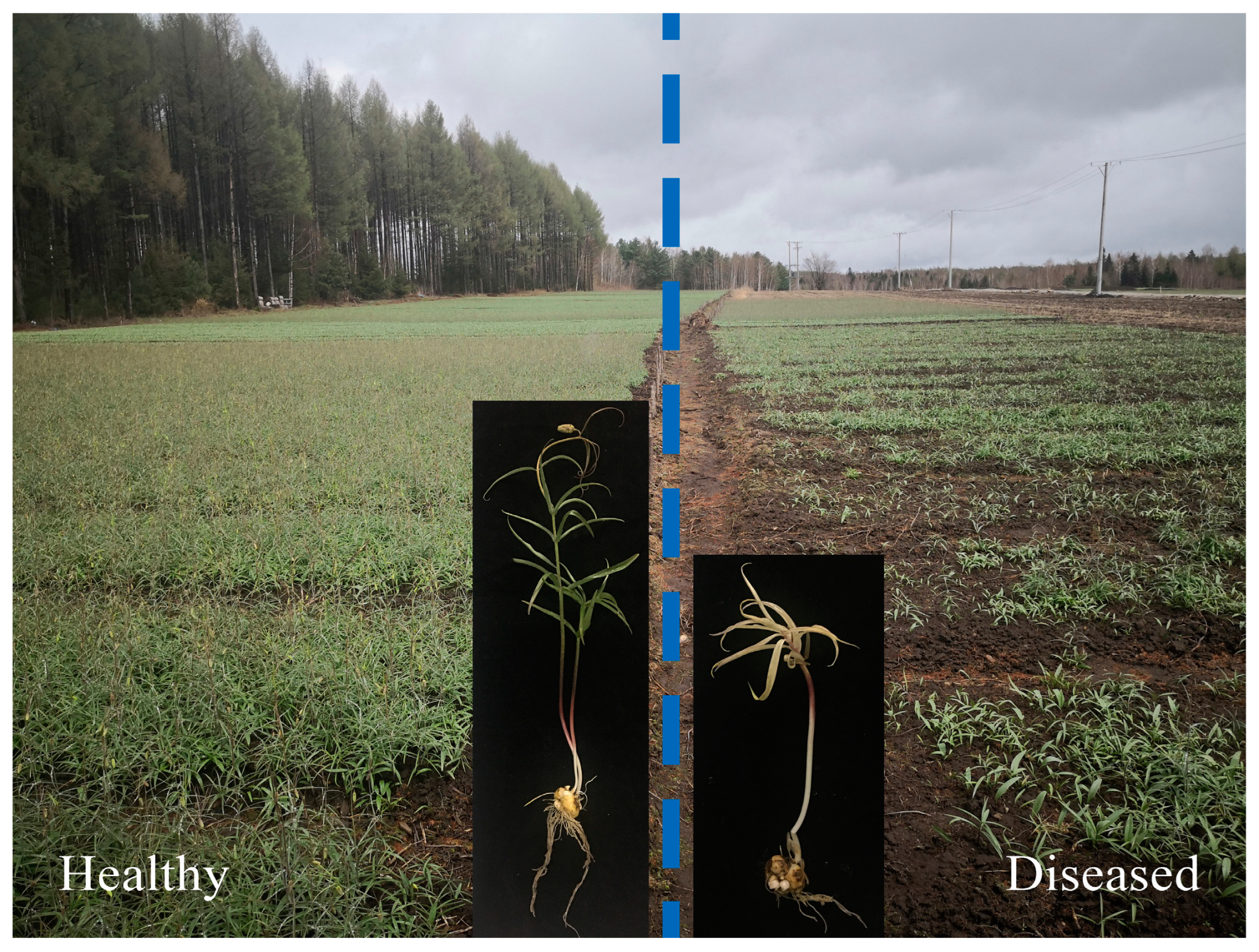 Biology 13 00940 g011