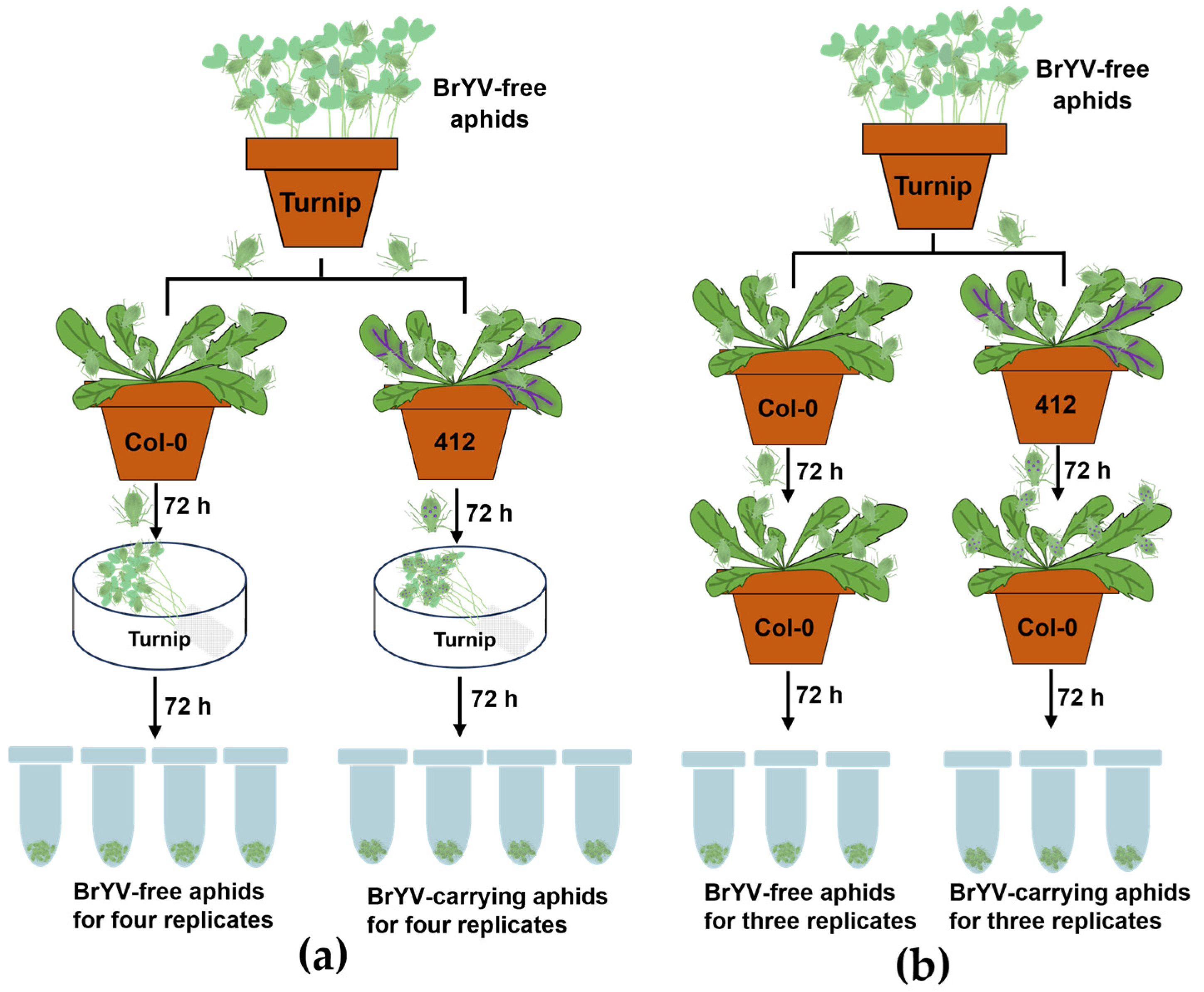 Biology 13 00941 g001