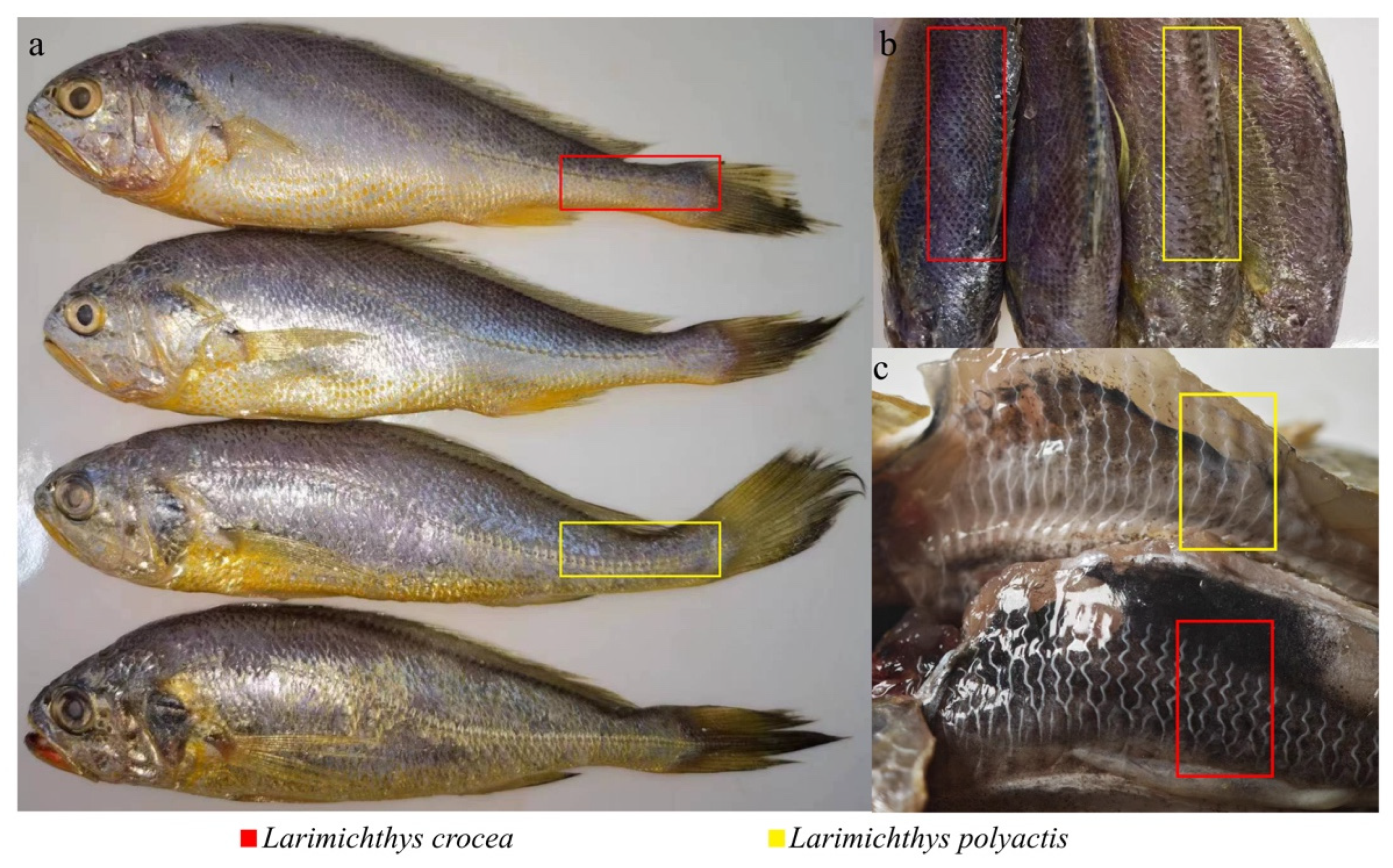 Biology 13 00963 g002
