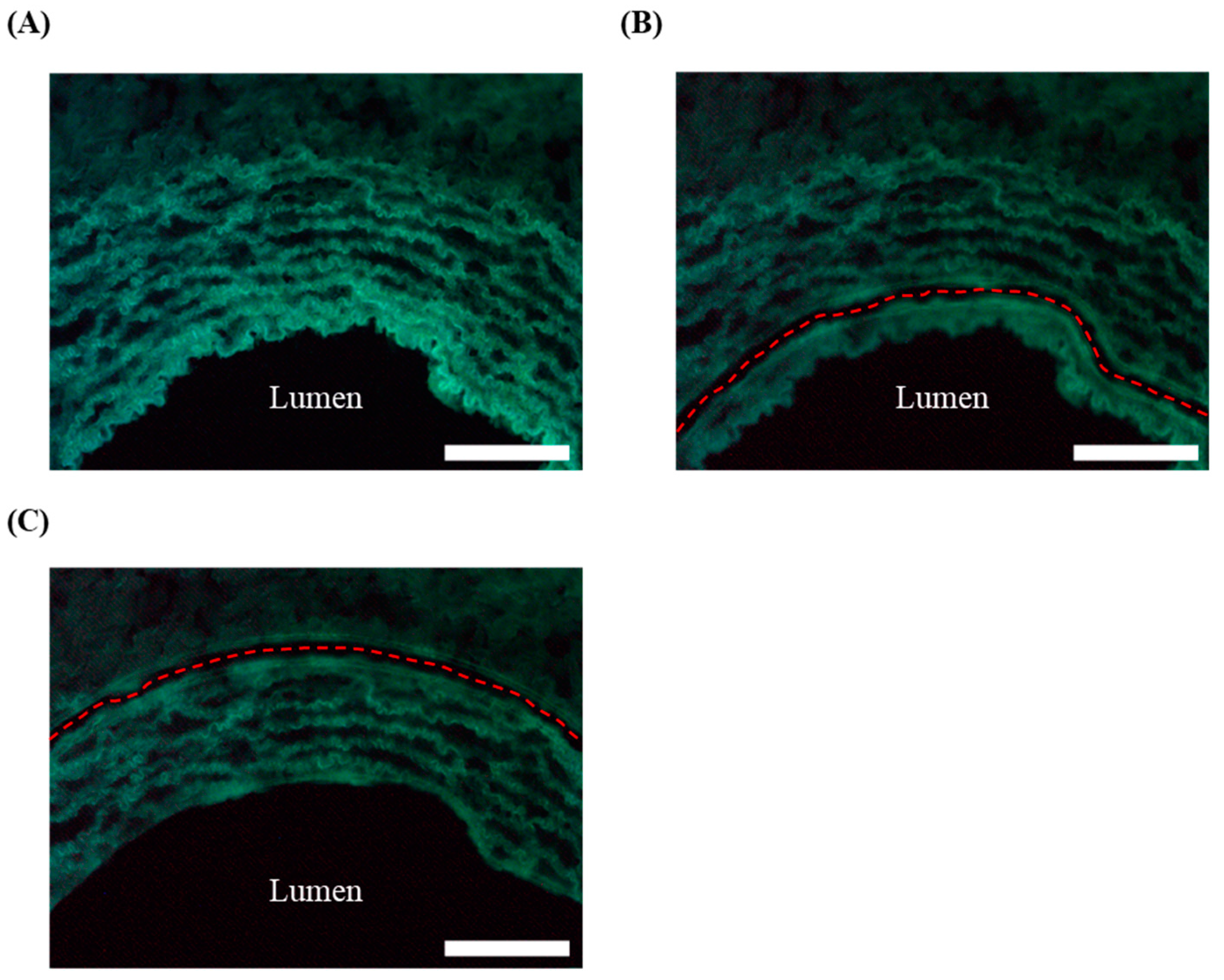 Biology 13 00965 g002 Biology 13 00965 g002