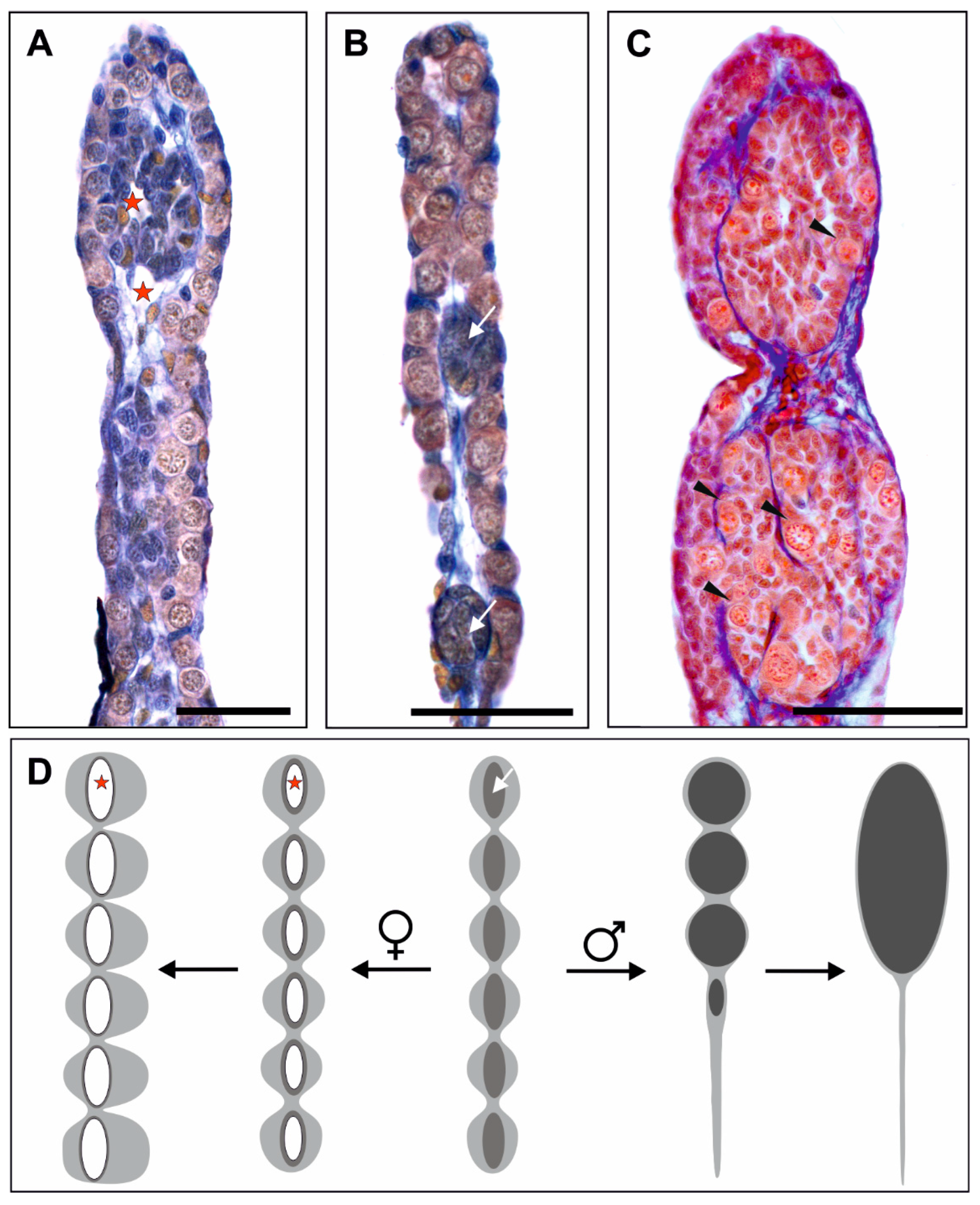 Biology 13 01017 g002 Biology 13 01017 g002