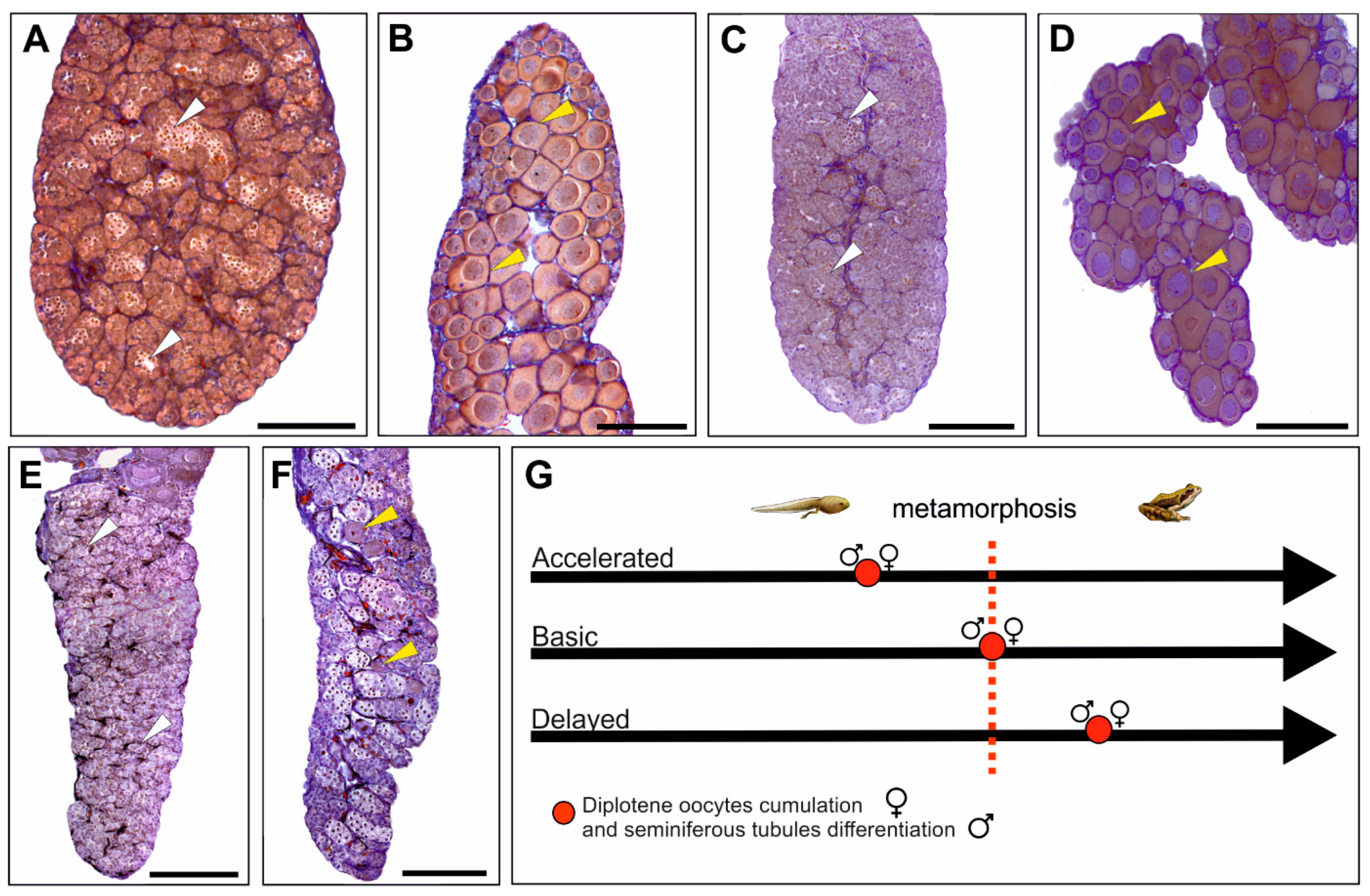 Biology 13 01017 g004 Biology 13 01017 g004
