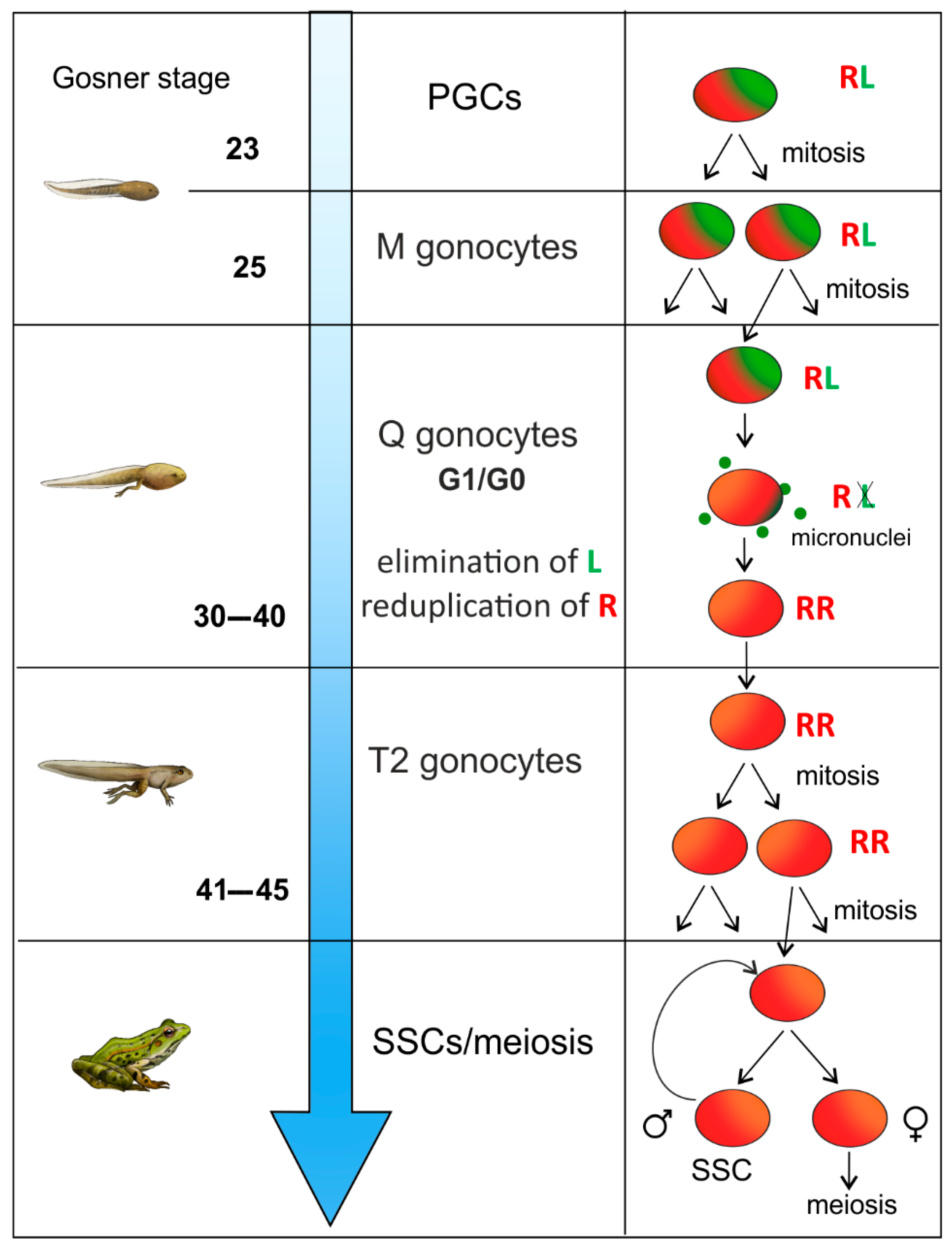 Biology 13 01017 g006 Biology 13 01017 g006