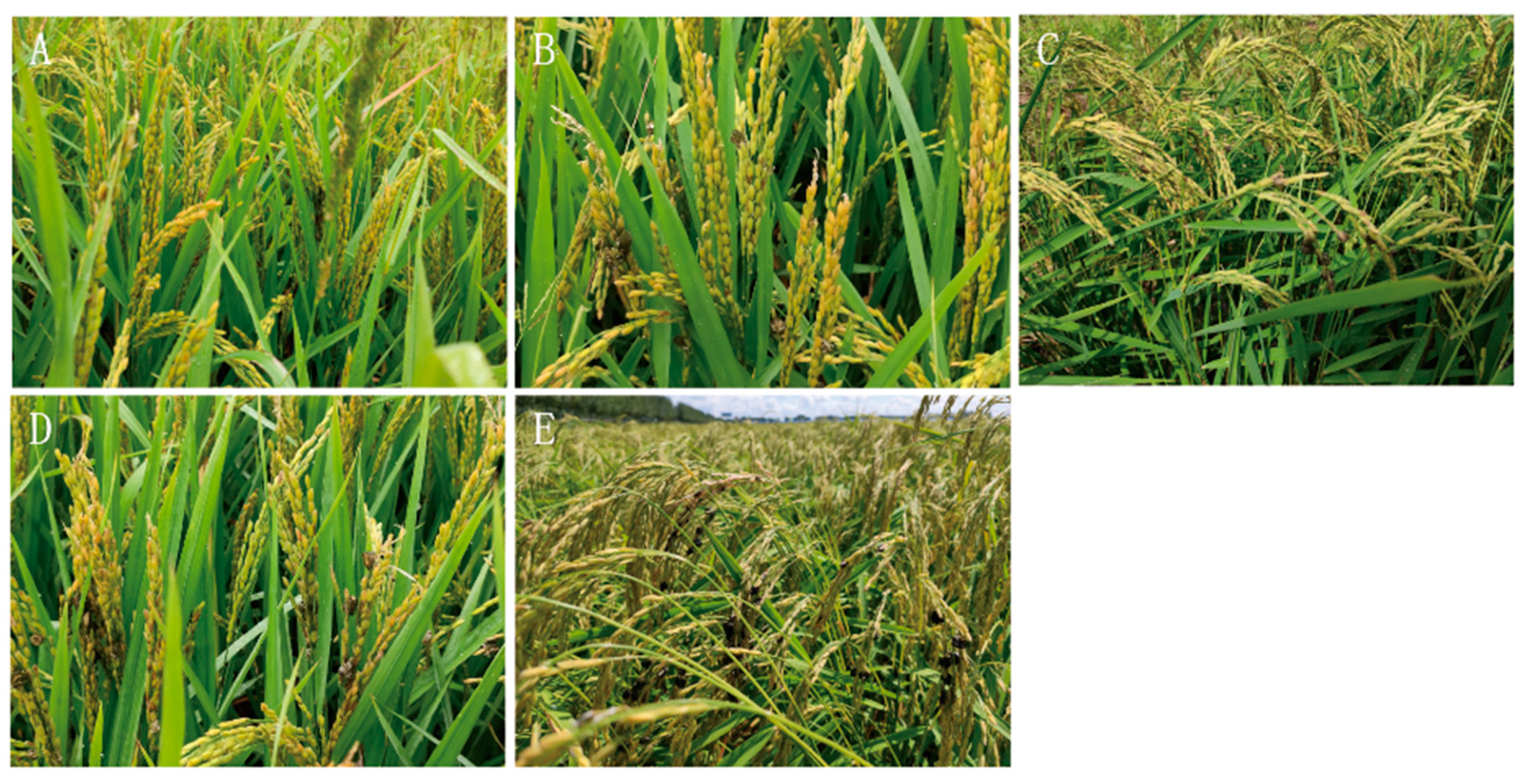 Biology 14 00046 g005