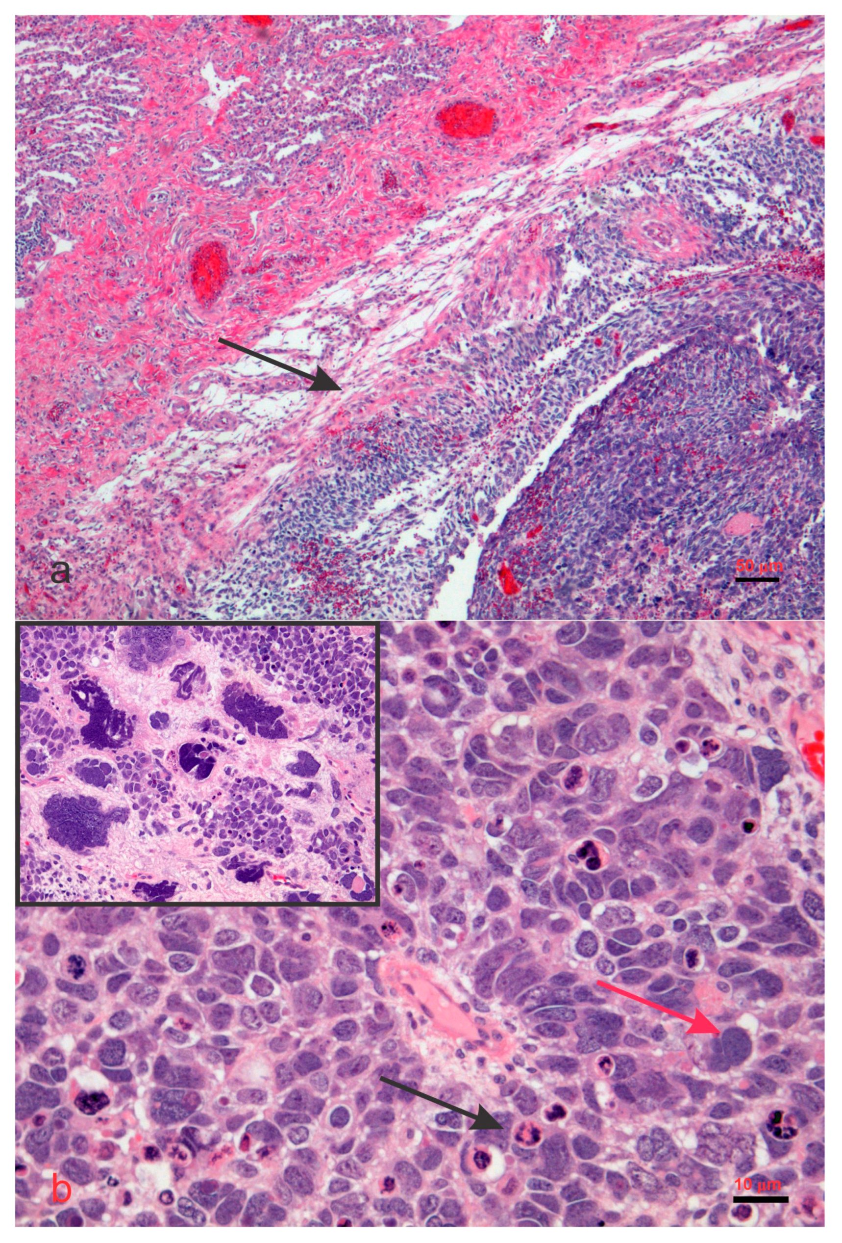 Biology 14 00093 g005