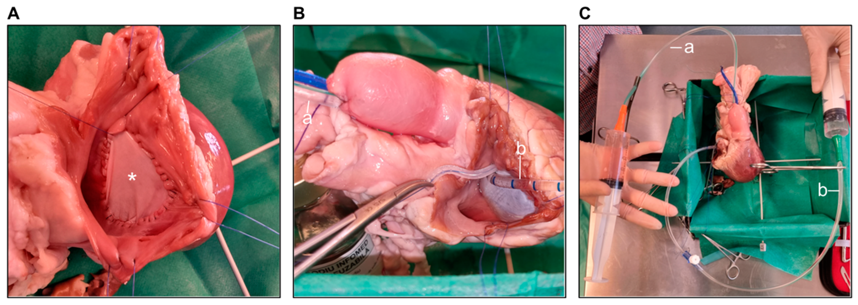 Biology 14 00170 g001 Biology 14 00170 g001