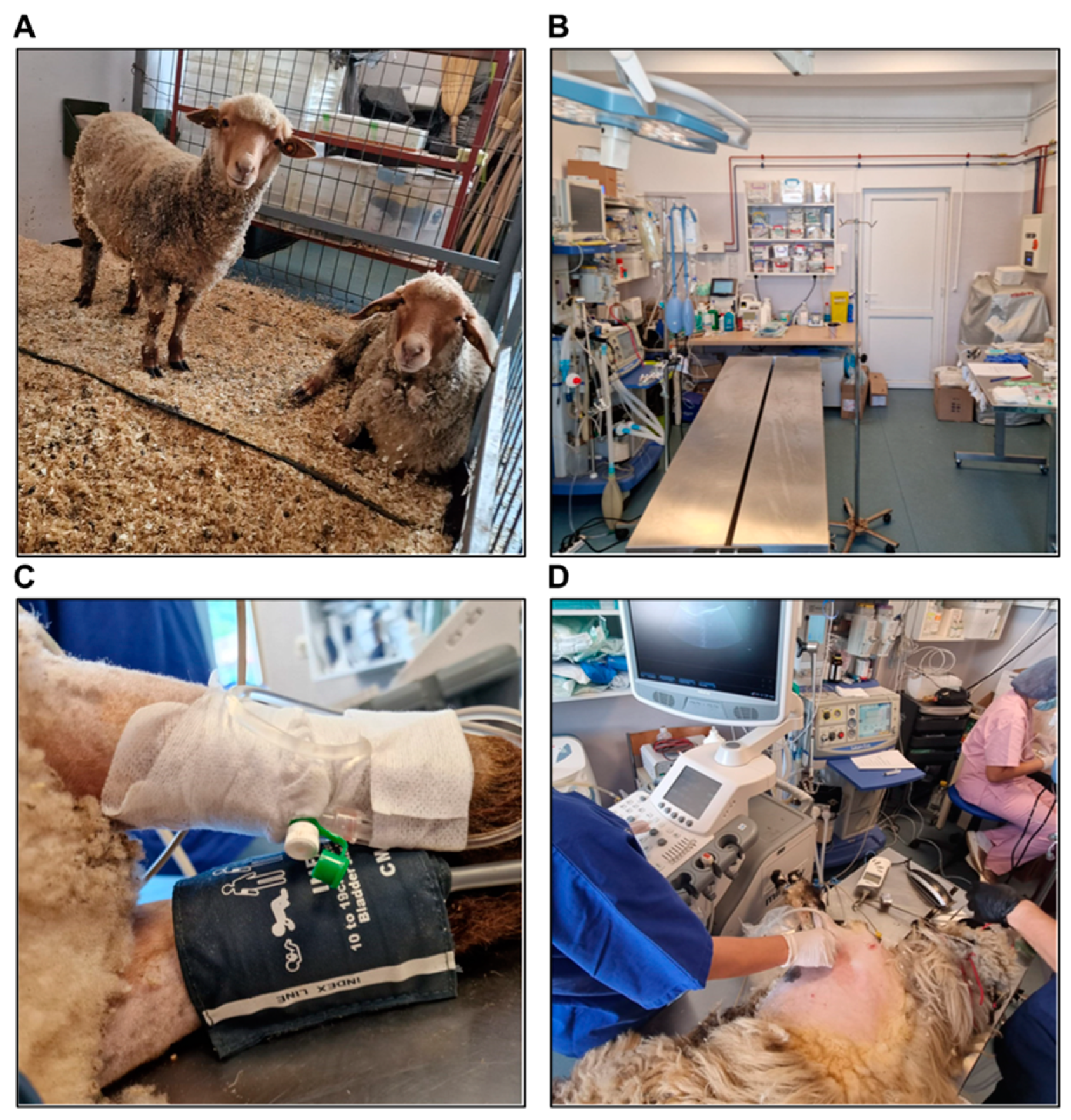 Biology 14 00170 g002 Biology 14 00170 g002