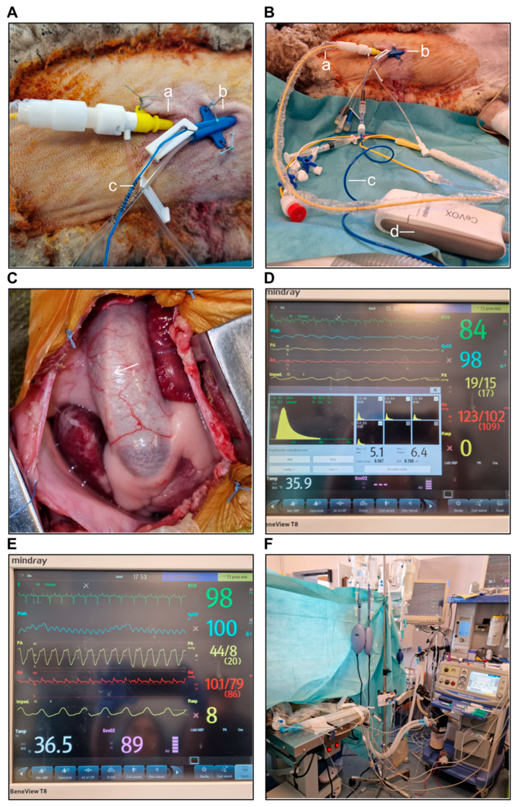 Biology 14 00170 g004 Biology 14 00170 g004