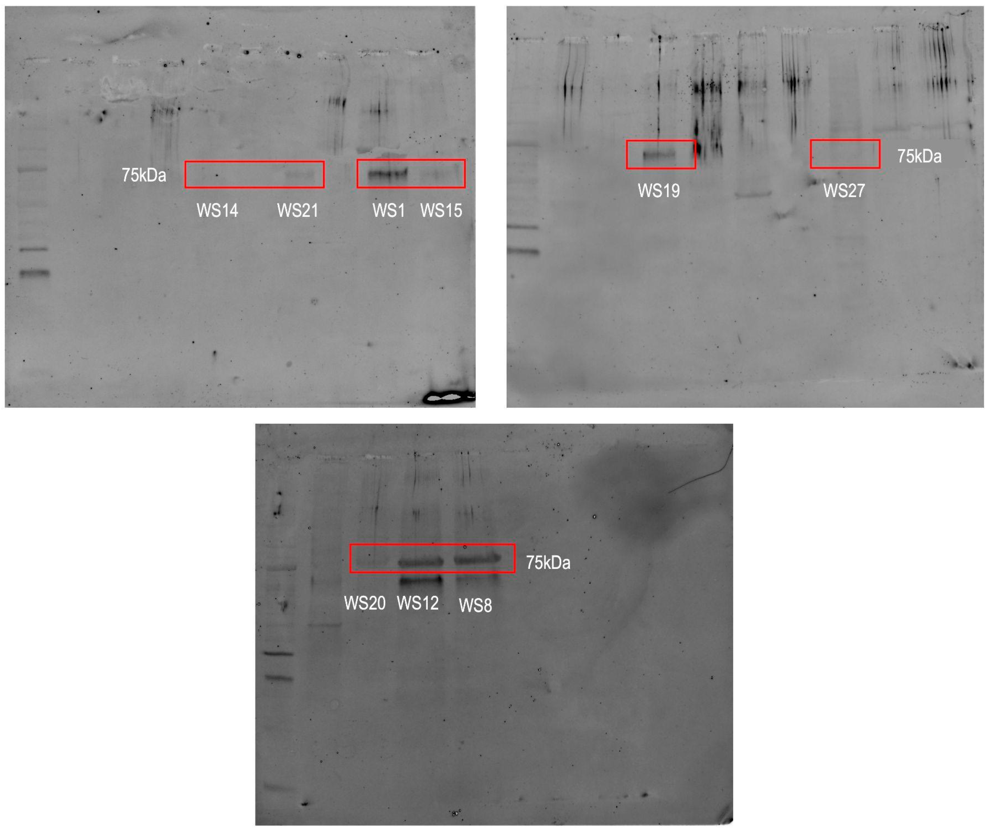 Biology 14 00192 g002 Biology 14 00192 g002