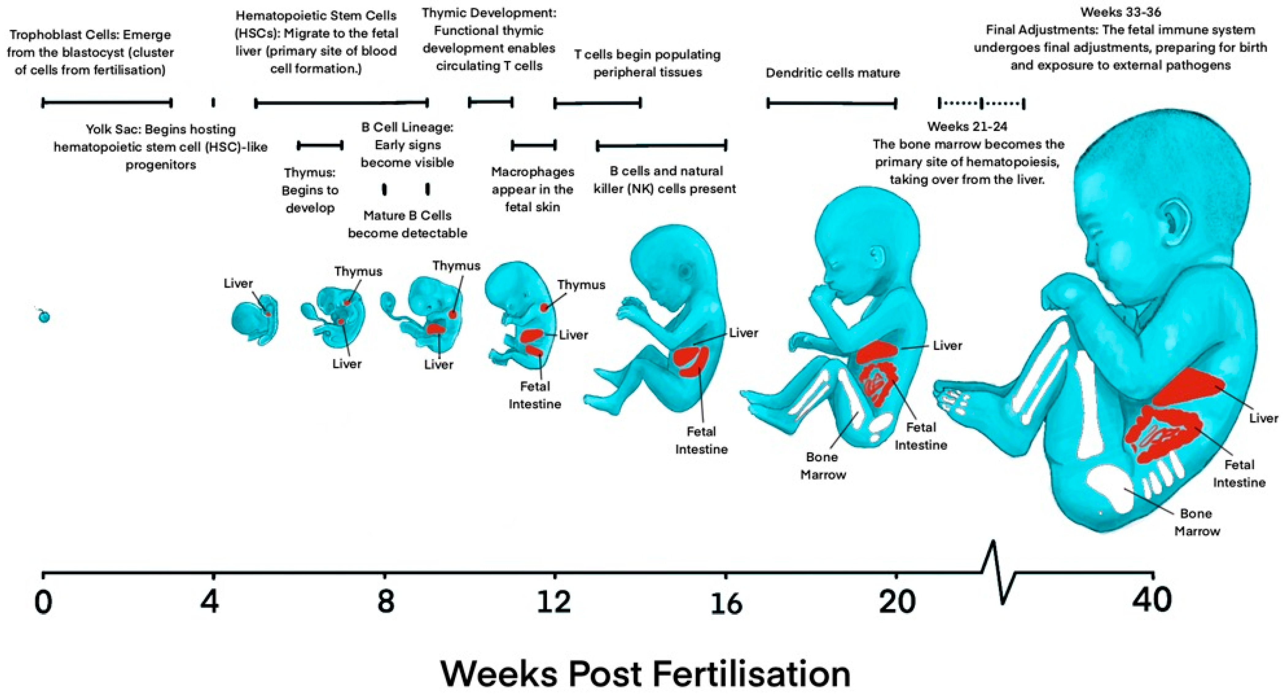 Biology 14 00299 g001