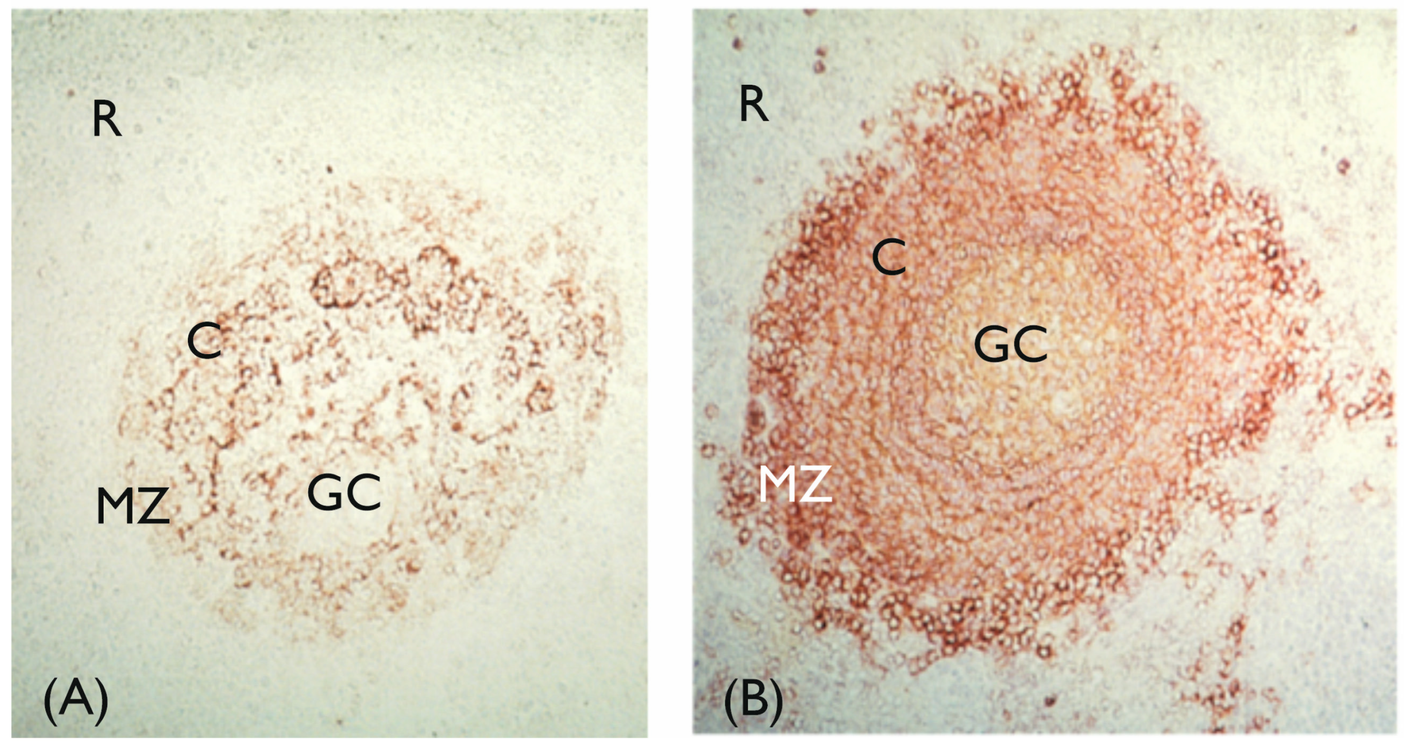Biology 14 00299 g003