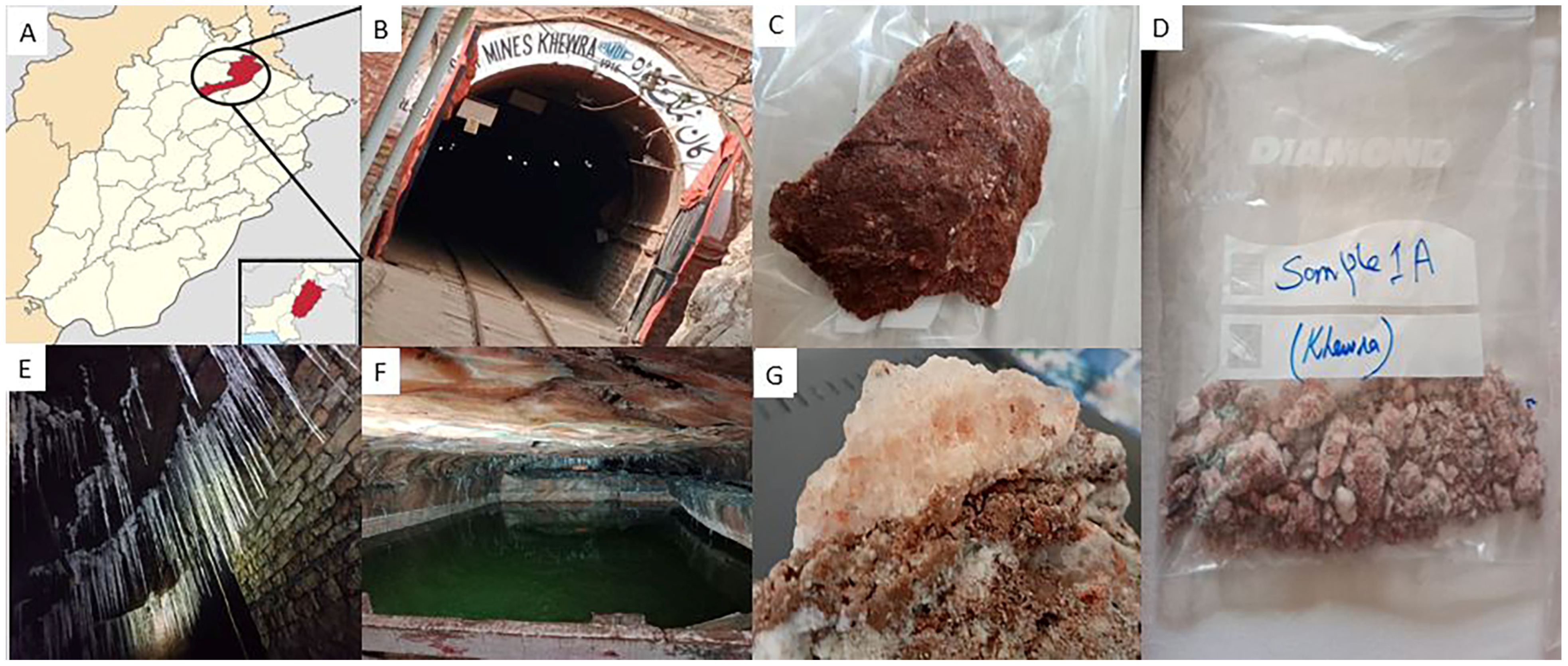 Biology 14 00316 g001