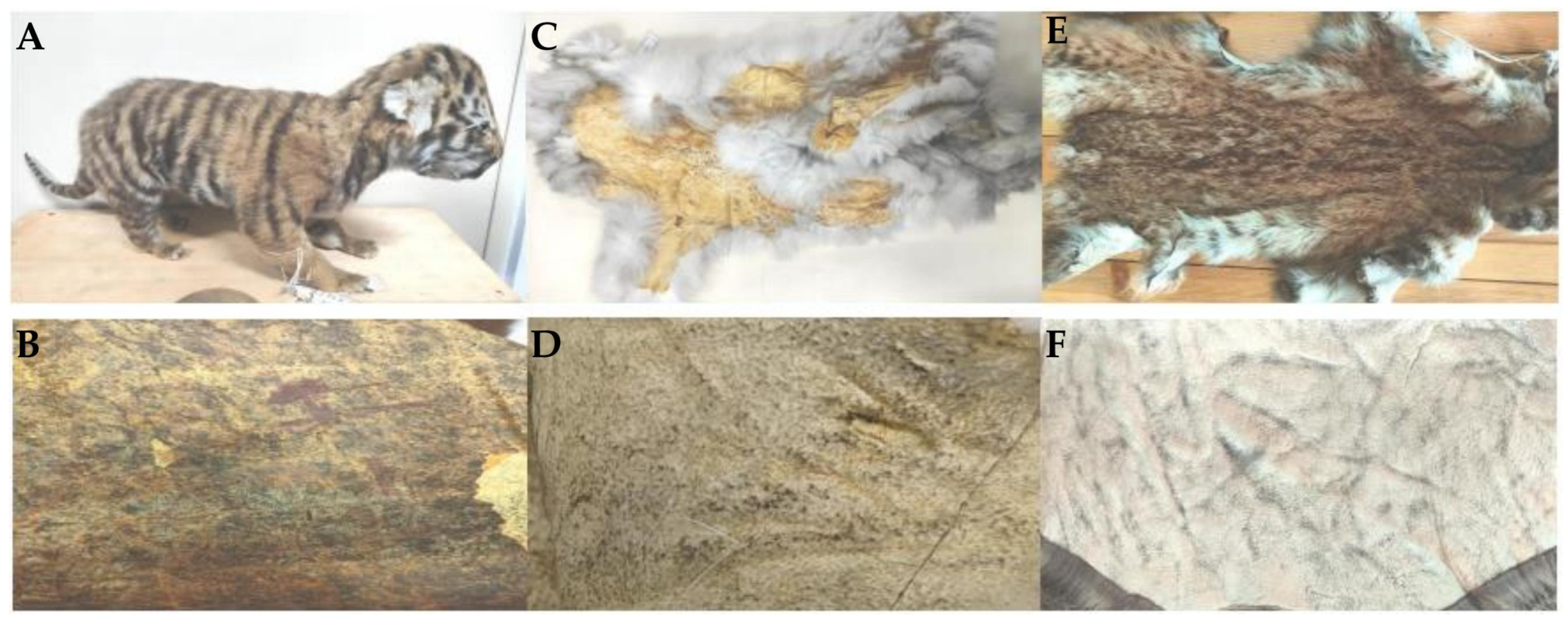 Biology 14 00353 g001