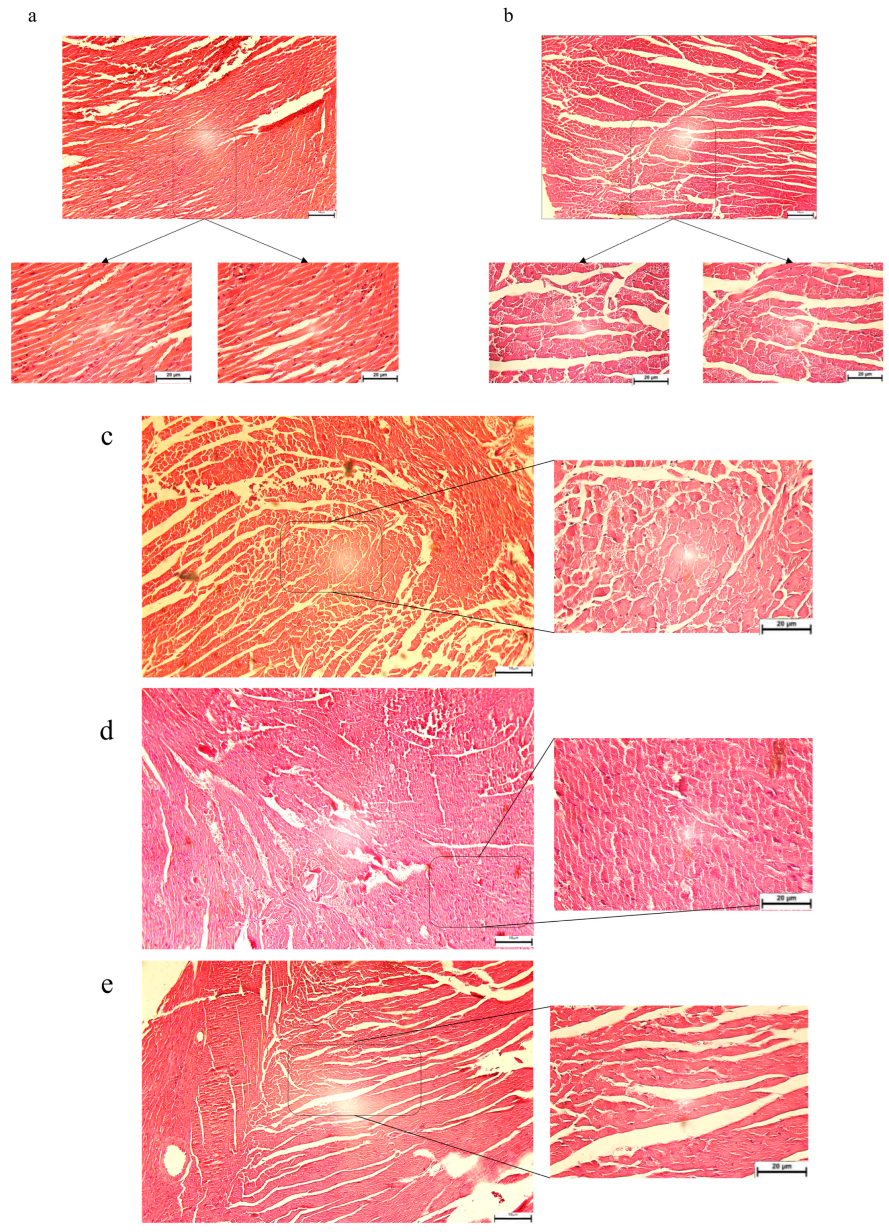 Biology 14 00361 g005a