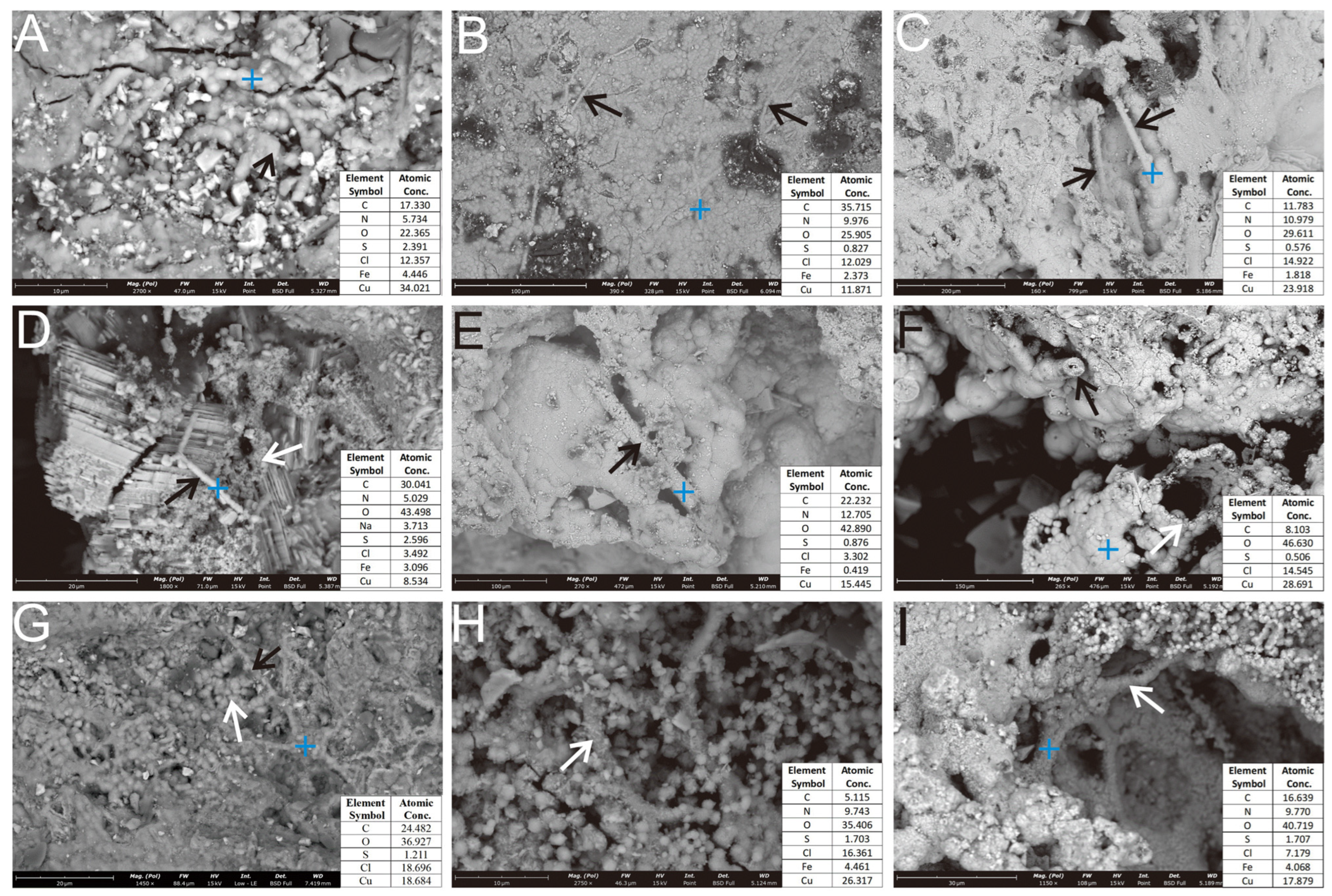 Biology 14 00389 g007