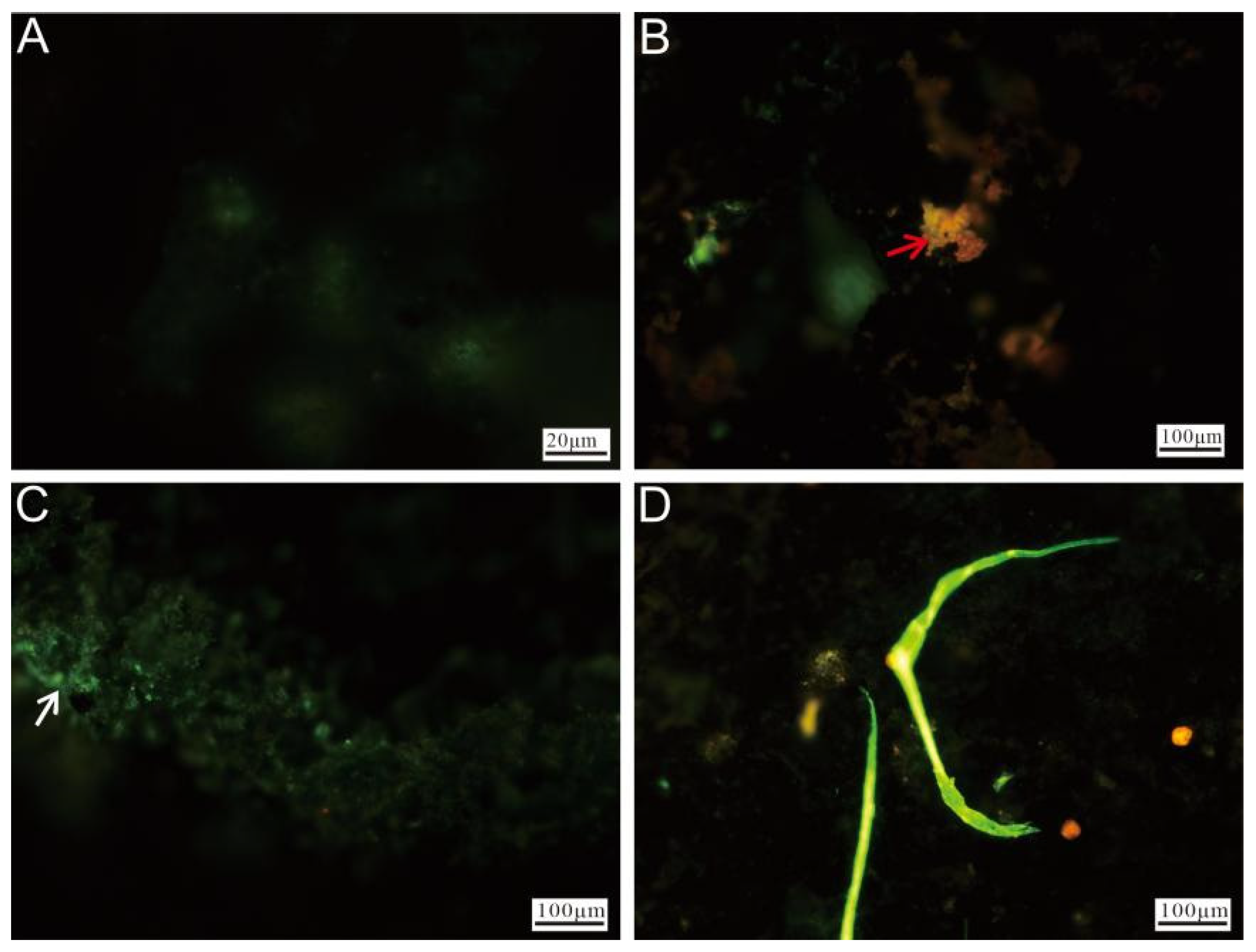 Biology 14 00389 g011