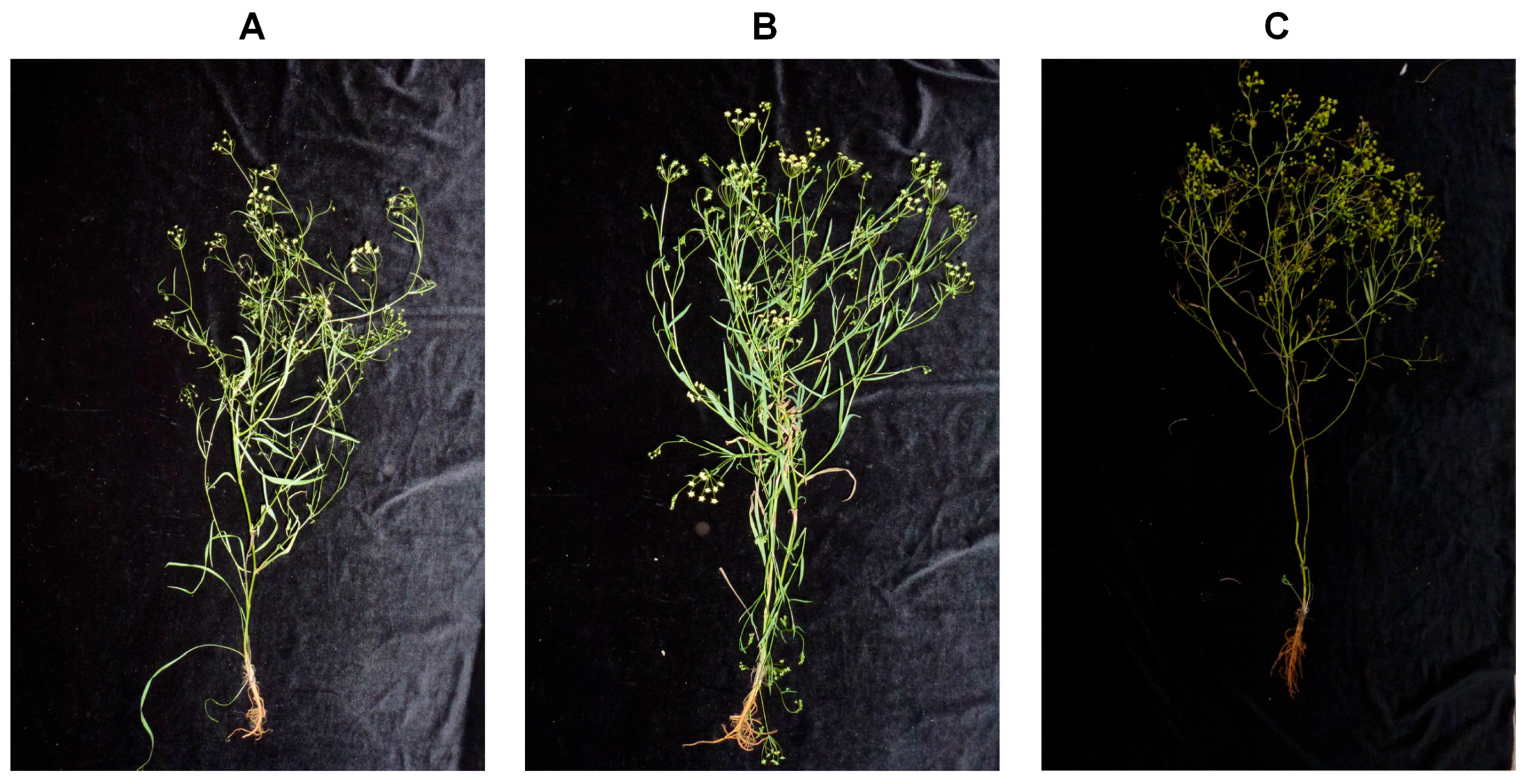 Biology 14 00452 g001