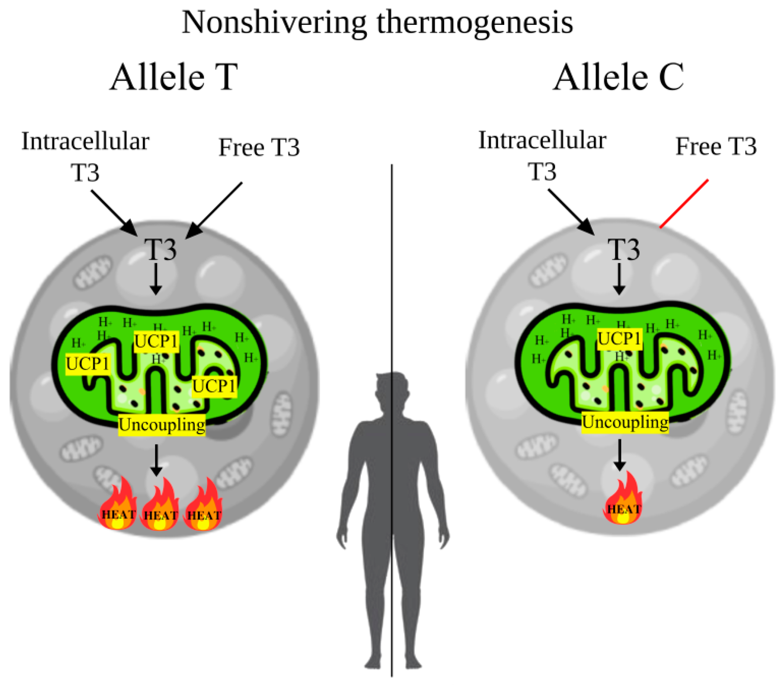 Biology 14 00454 g003 Biology 14 00454 g003