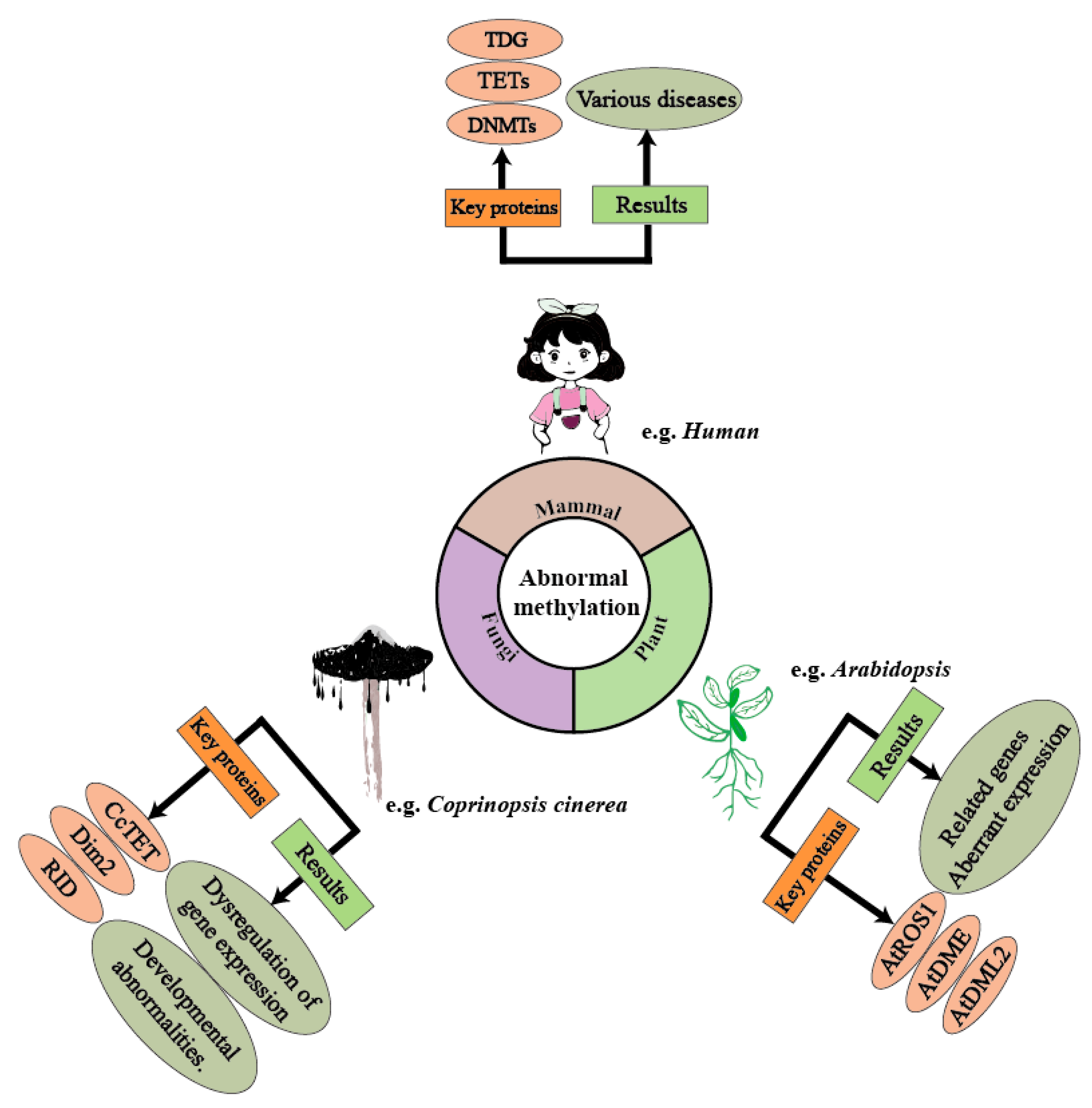 Biology 14 00461 g001 Biology 14 00461 g001