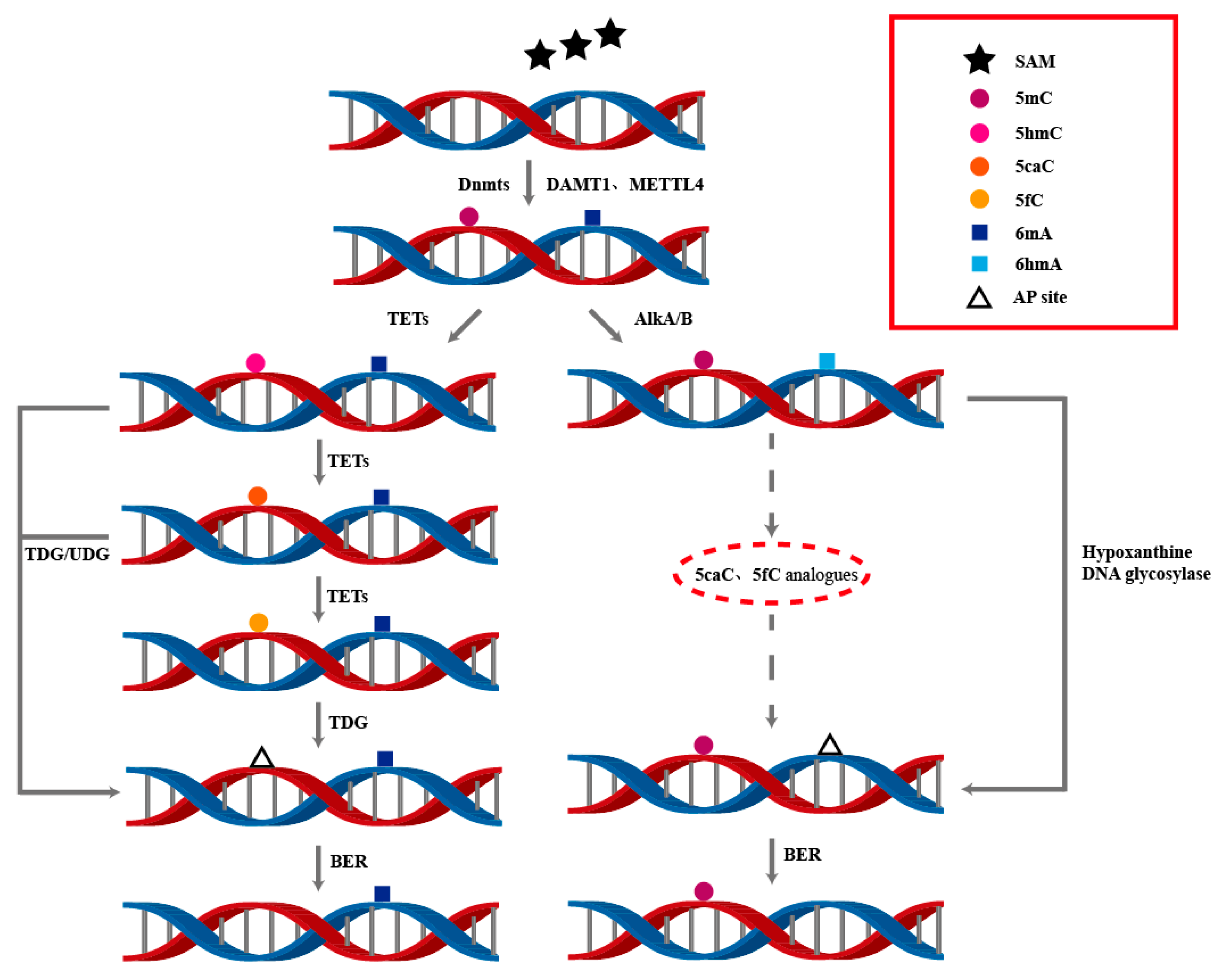 Biology 14 00461 g003 Biology 14 00461 g003