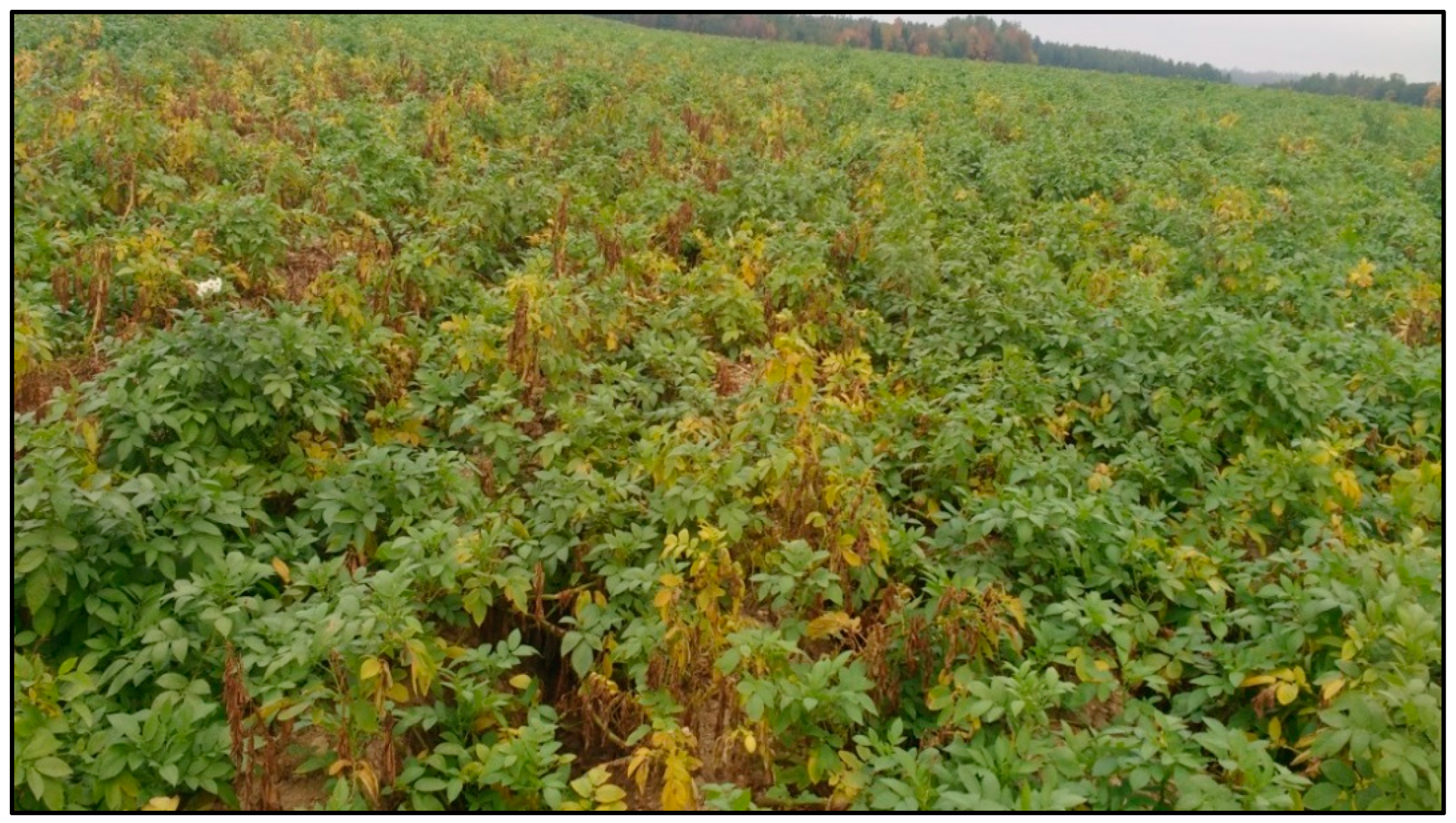 Biology 14 00514 g003