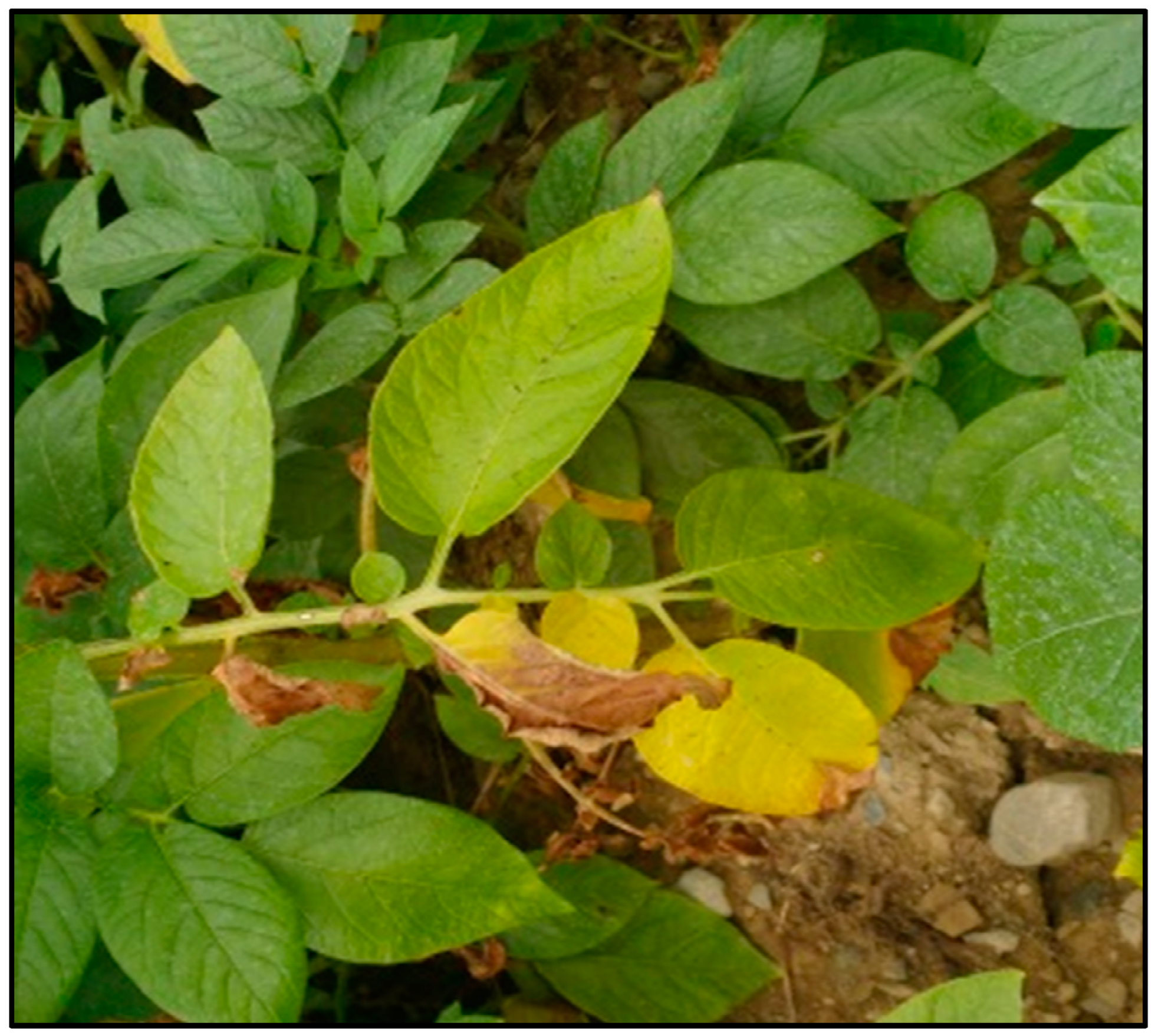 Biology 14 00514 g005