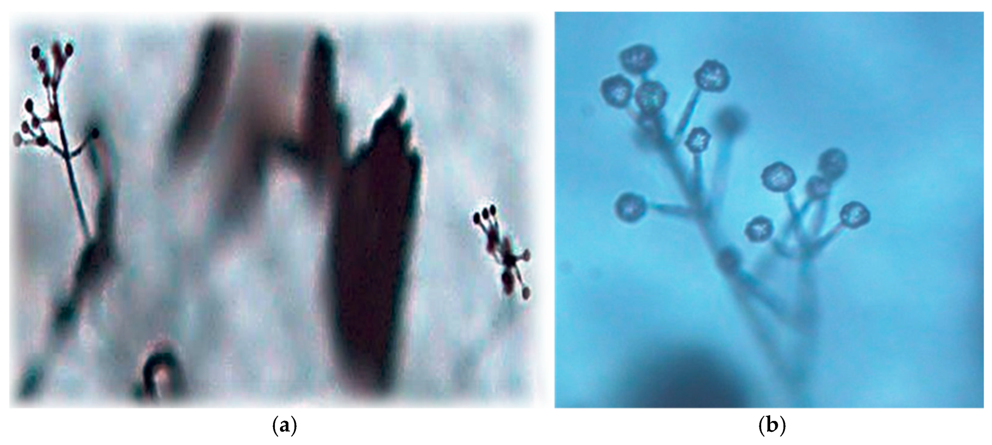 Biology 14 00514 g007