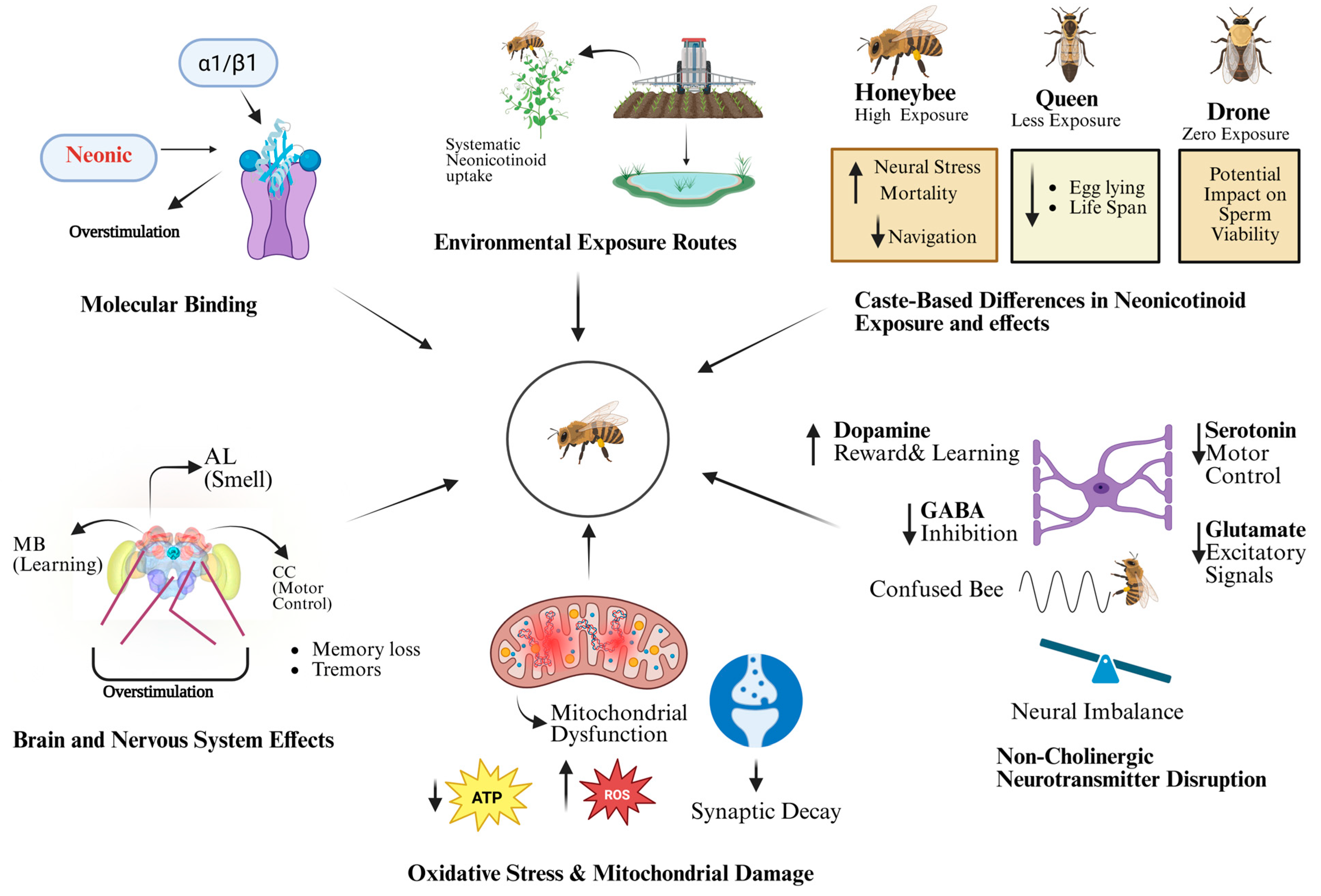 Biology 14 01076 g002 Biology 14 01076 g002