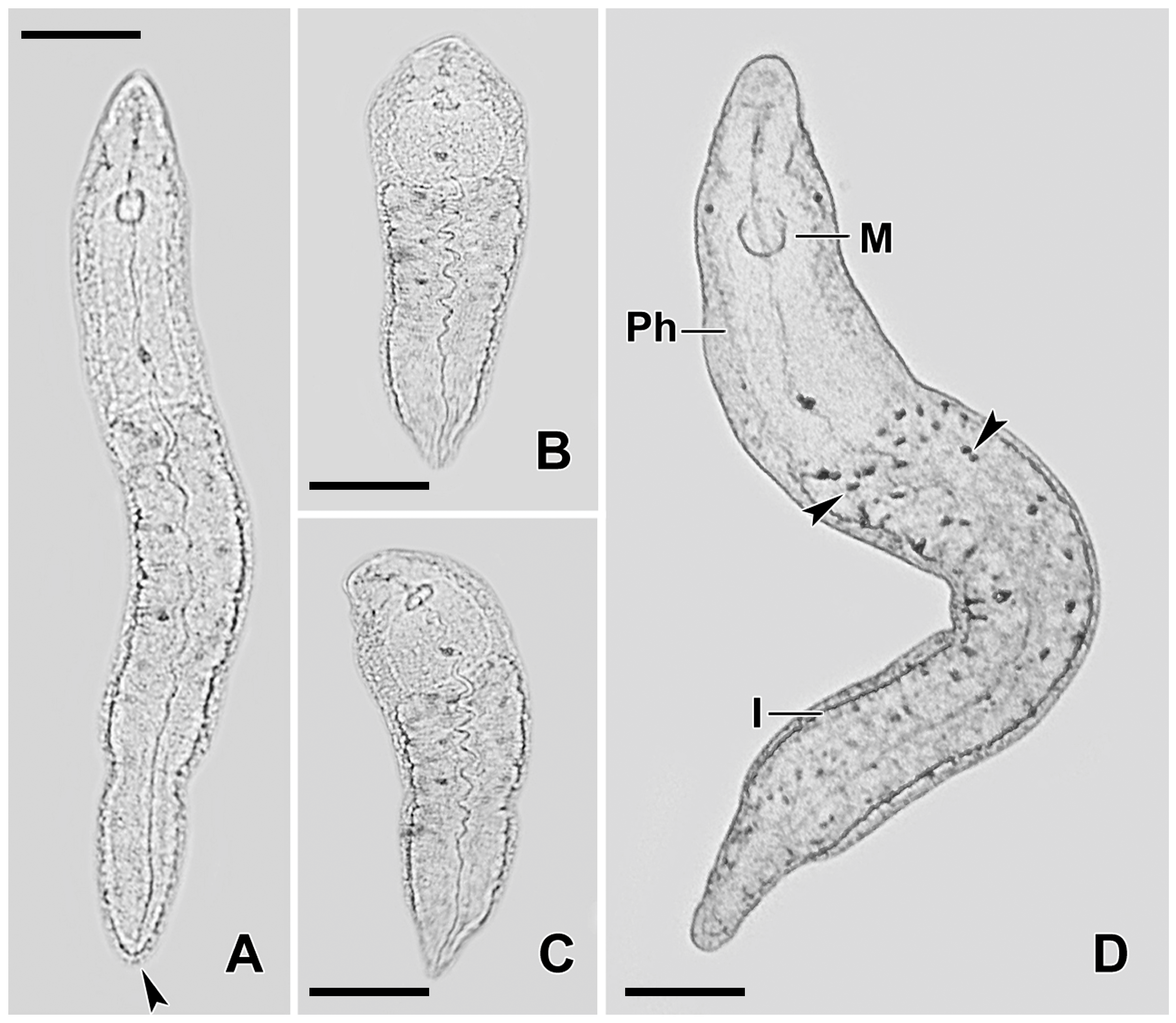 Biology 14 01253 g001 Biology 14 01253 g001