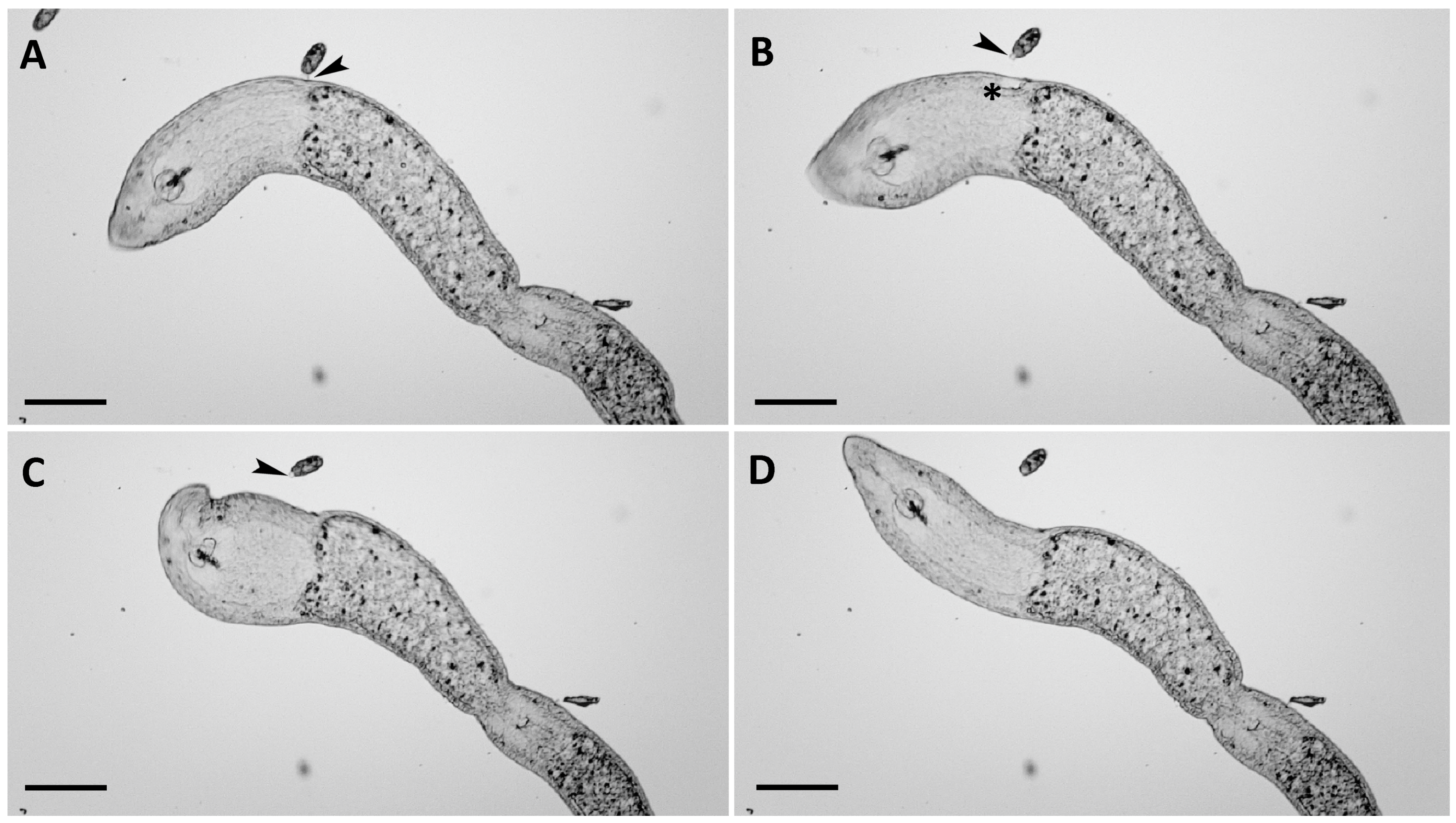 Biology 14 01253 g002 Biology 14 01253 g002