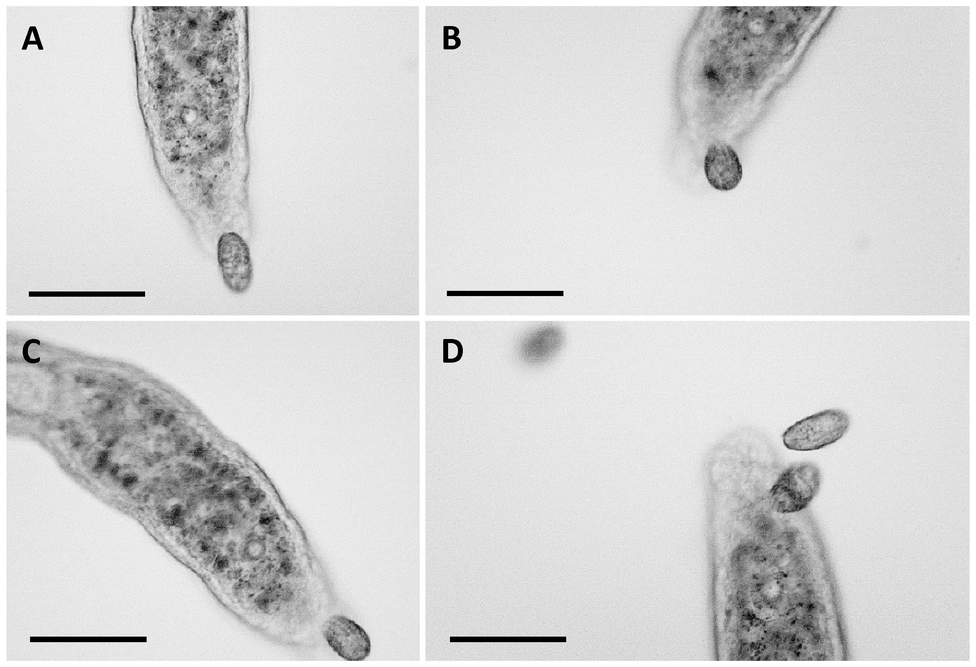 Biology 14 01253 g003 Biology 14 01253 g003