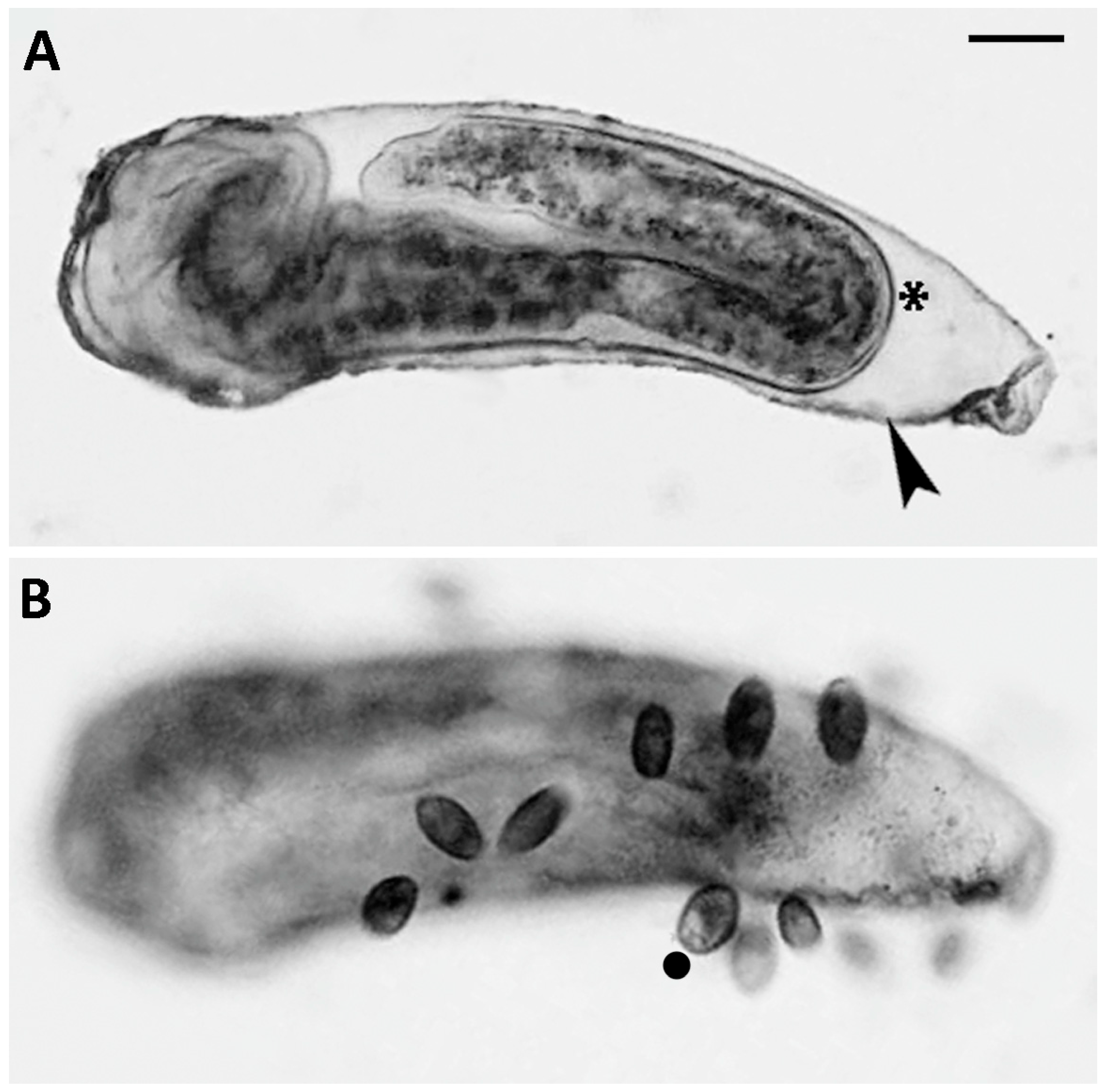 Biology 14 01253 g005 Biology 14 01253 g005