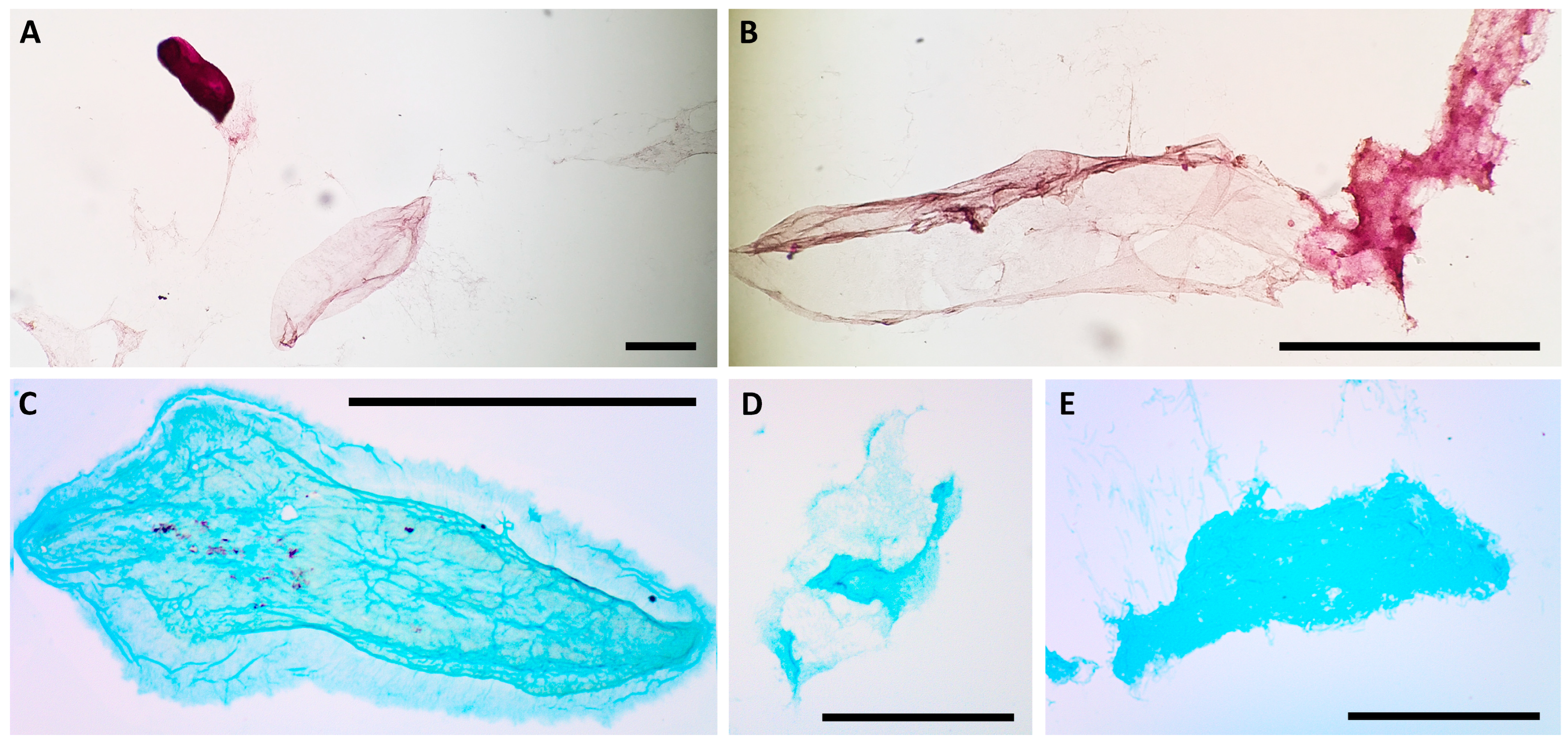 Biology 14 01253 g006 Biology 14 01253 g006