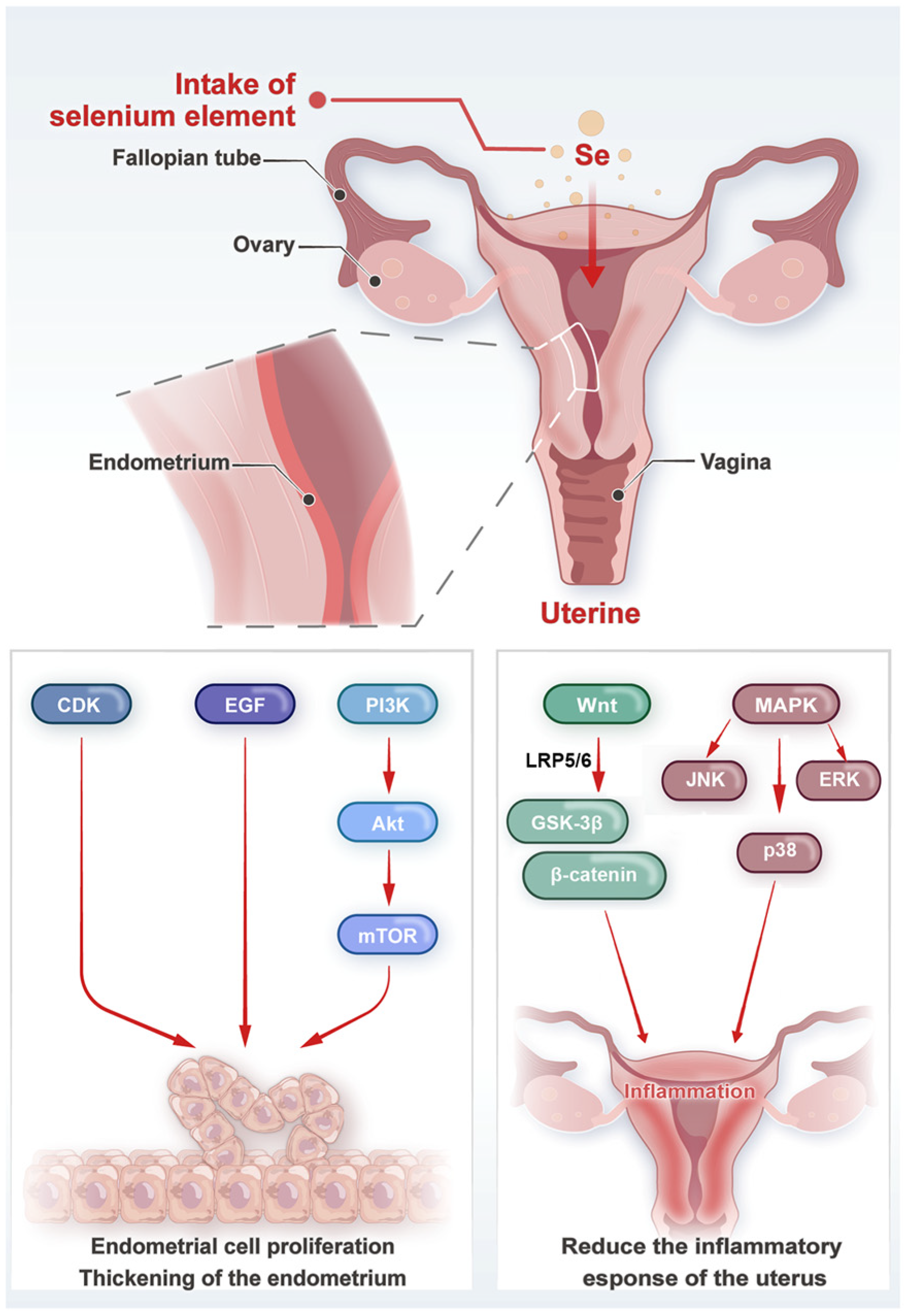 Biology 14 01295 g002 Biology 14 01295 g002