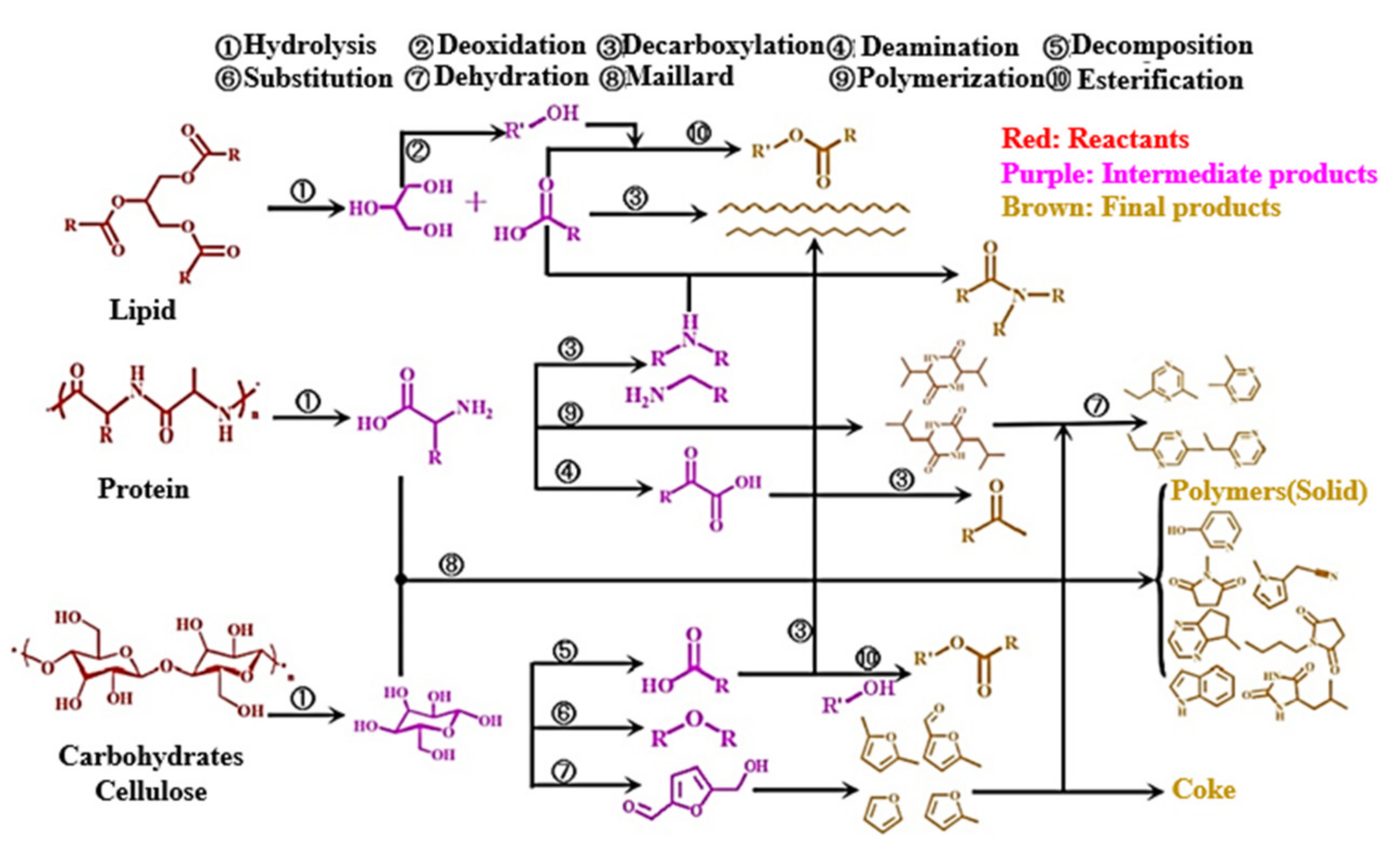 Biomass 01 00006 g010
