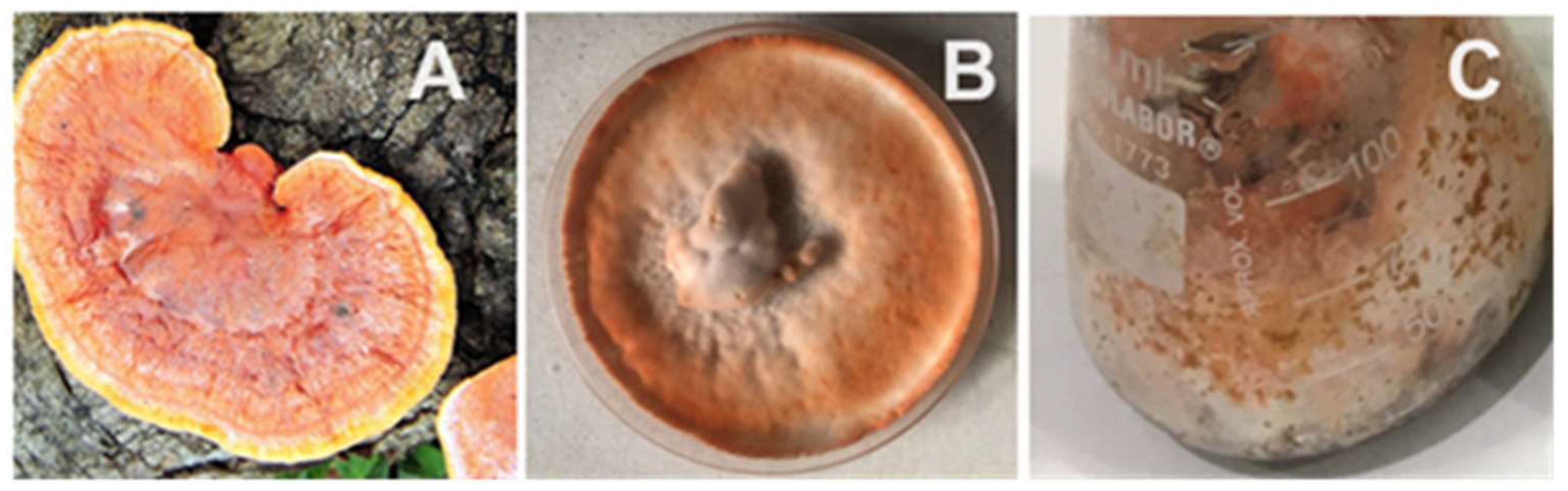 Biomass 04 00015 g002