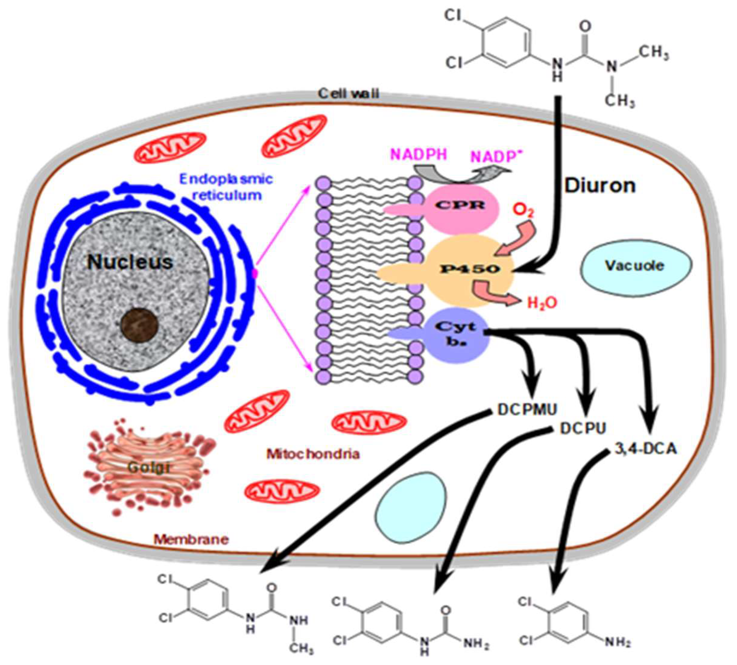 Biomass 04 00015 g006
