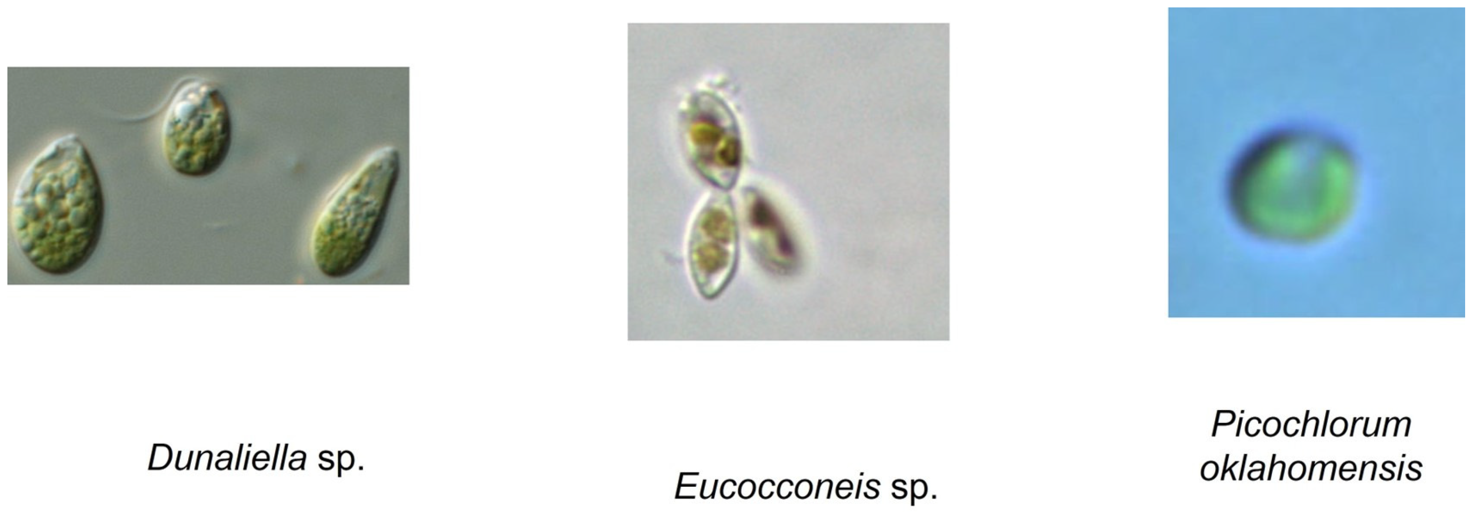 Biomass 04 00016 g001