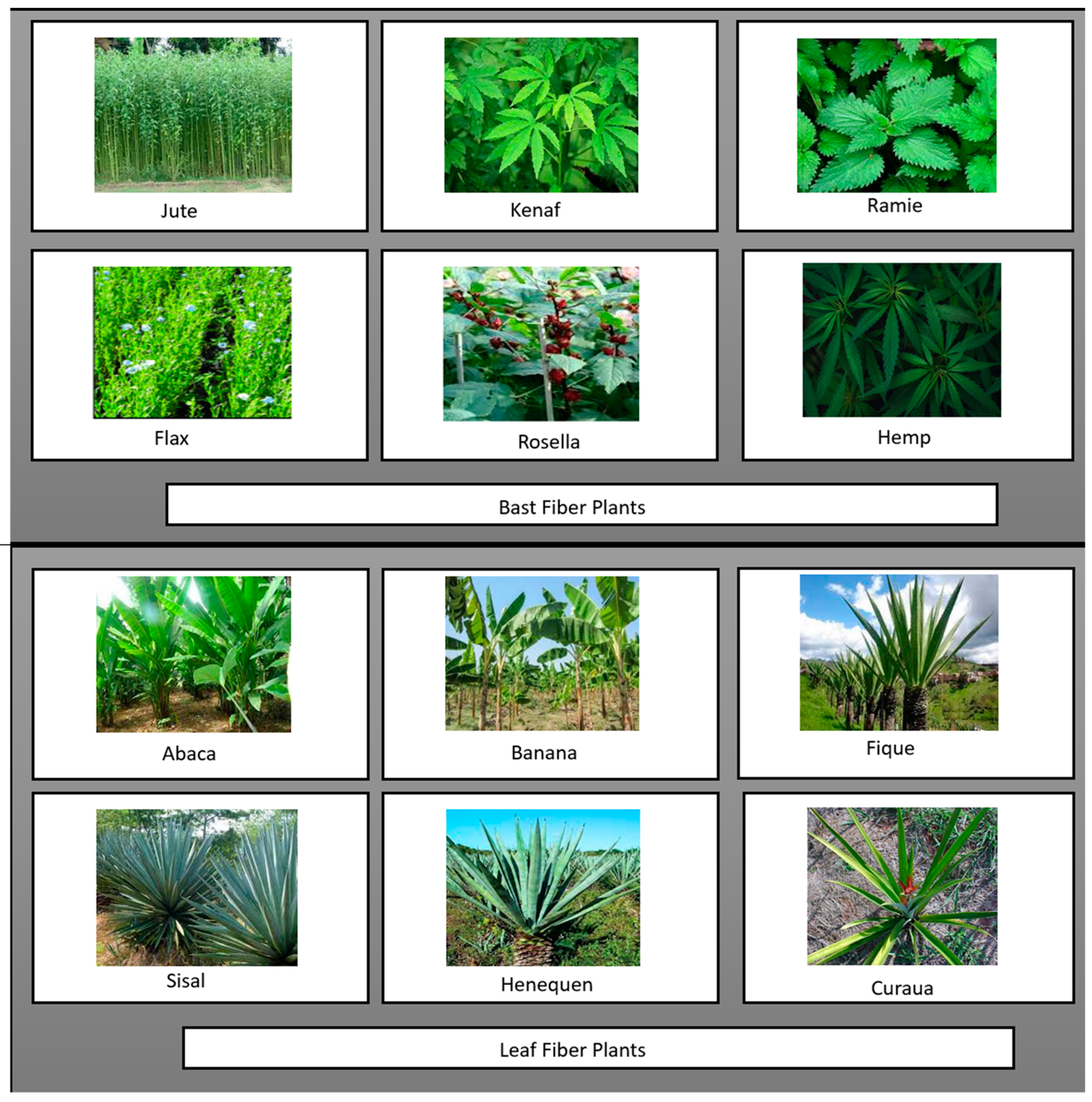 Biomass 04 00018 g004 Biomass 04 00018 g004